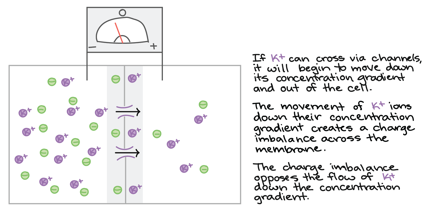 neuroscience Ambiguity about the relation between membrane potential