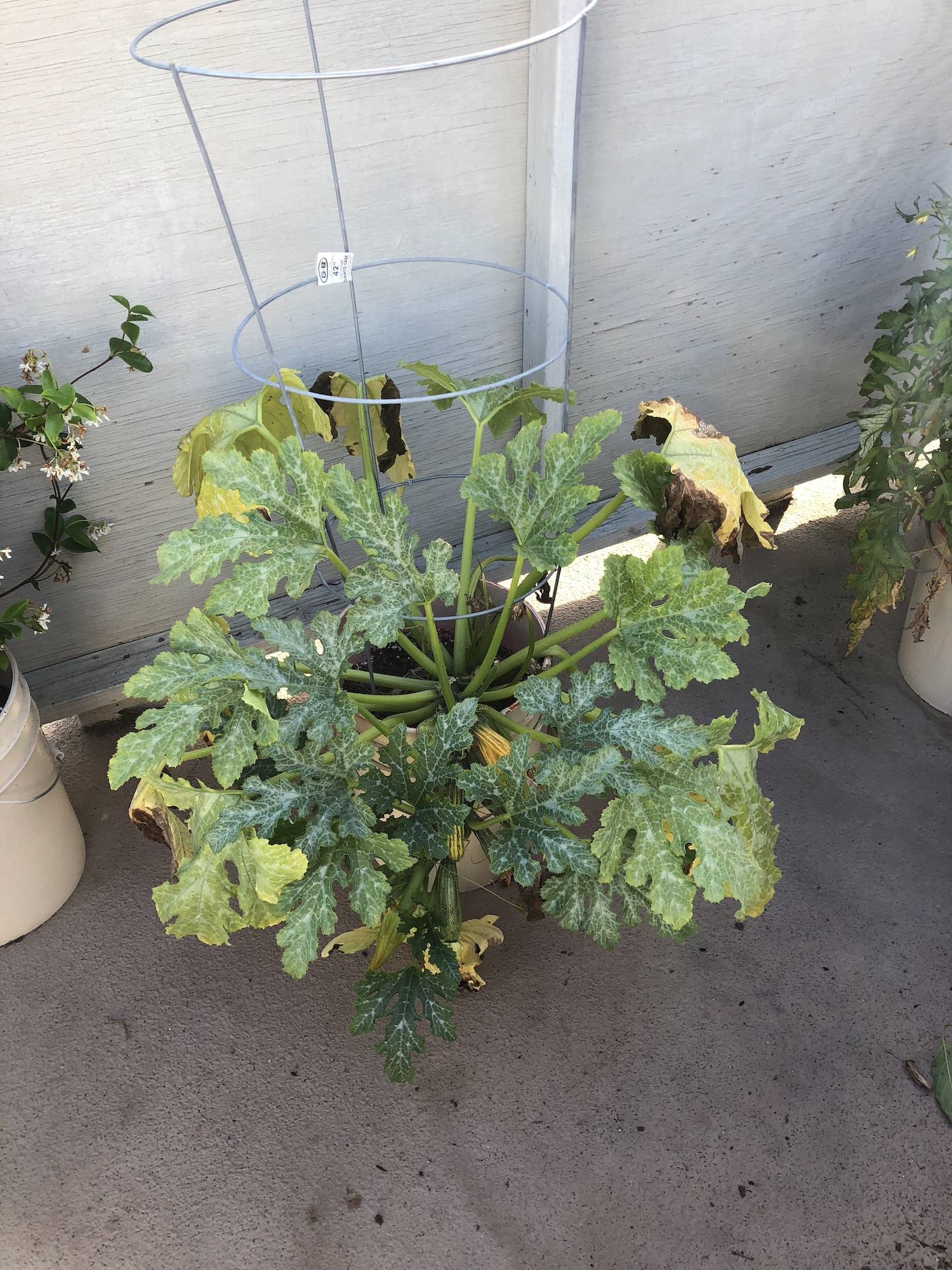 diagnosis Cucumber plant turning yellow and babies dying Gardening