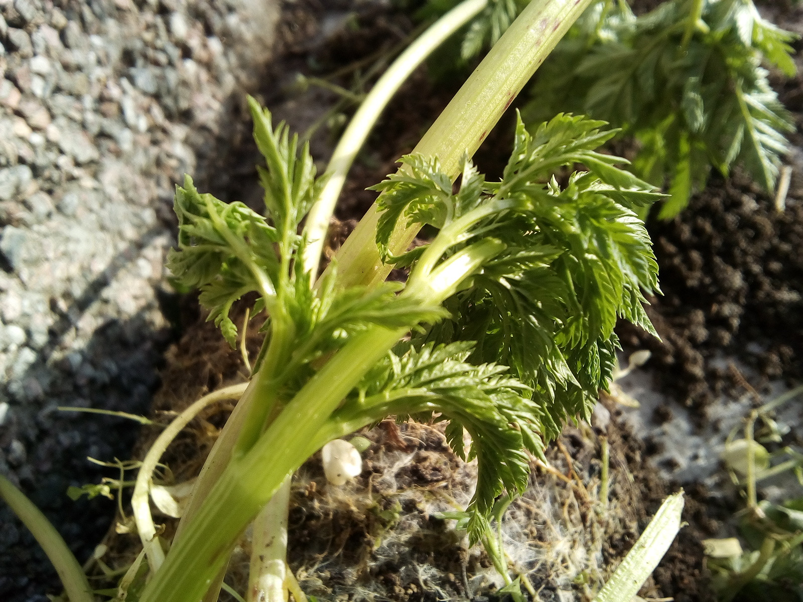 identification What is this (probably) weed with nice fernlike foliage? Gardening