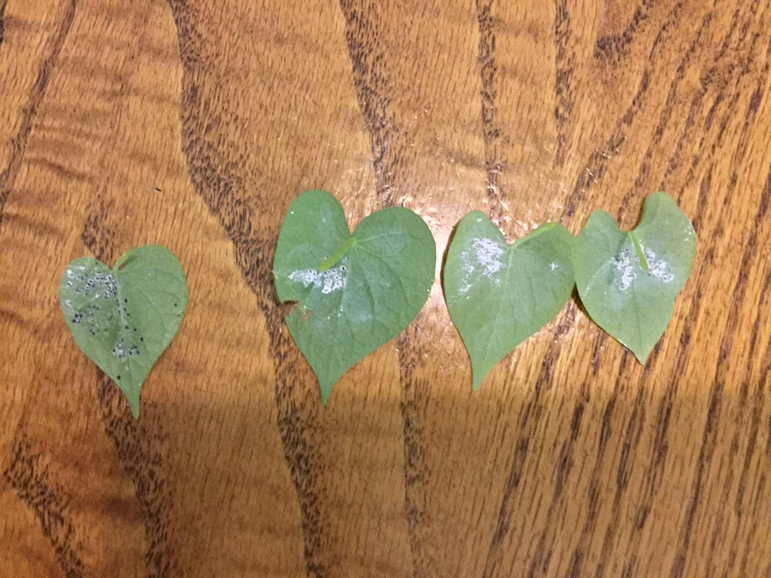 plant health What is attacking my morning glories and how do I get