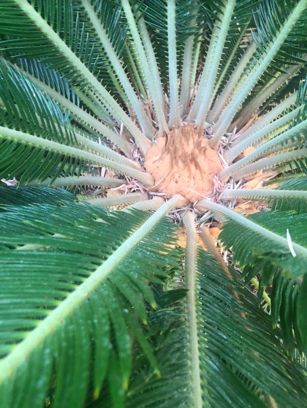 fungus What is this orange? pus growing on my Palm Tree? Gardening