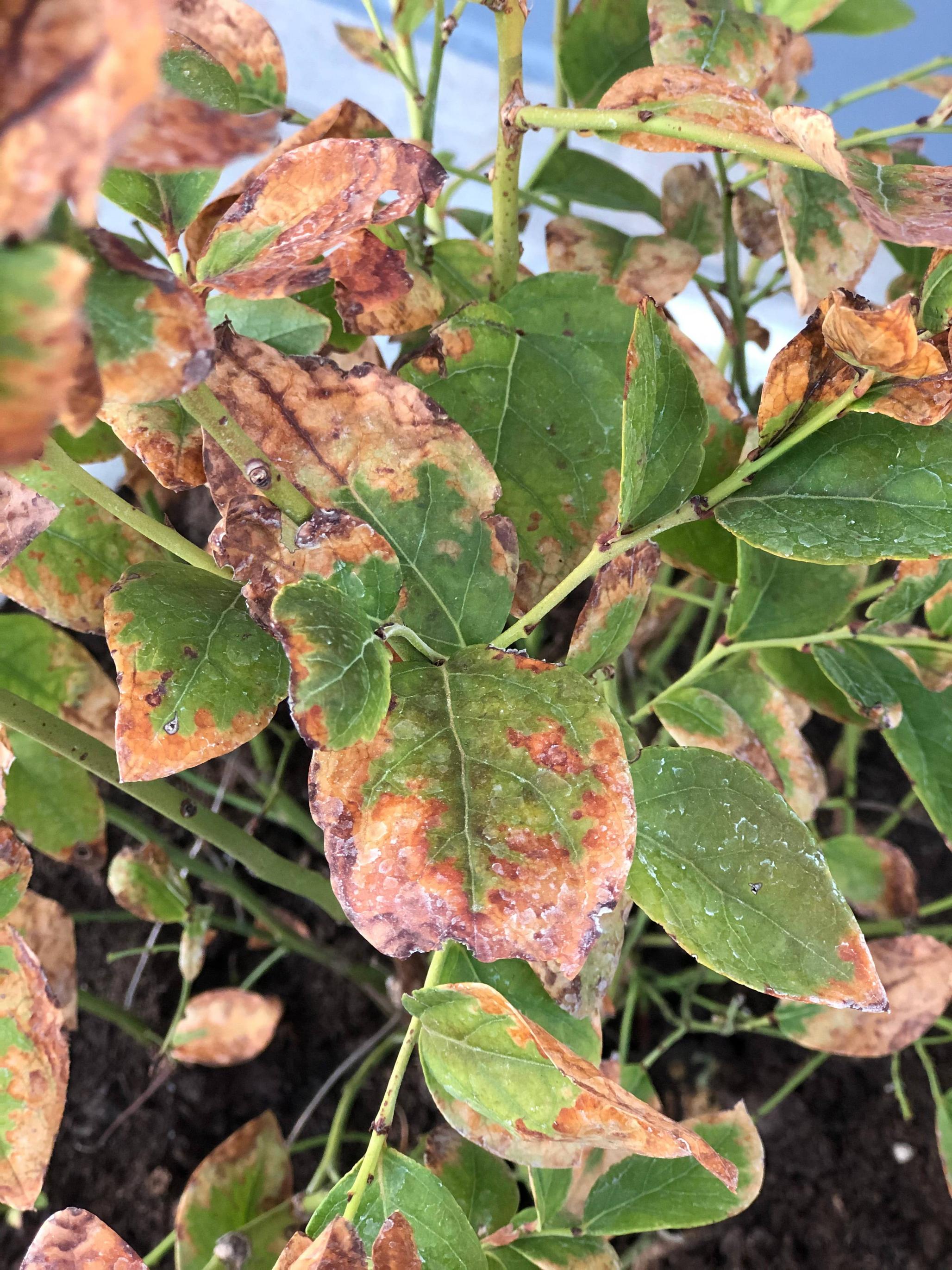 potting soil Dying Blueberries Burned Leaves Gardening