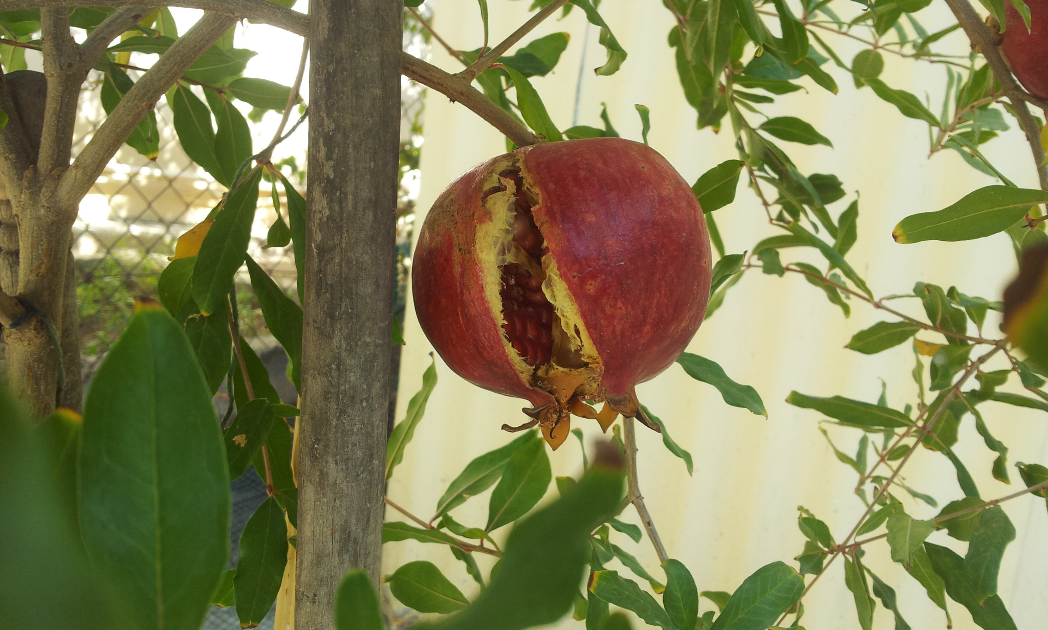 fruit trees Pomegranate splitting Why is it happenning and how to prevent this Gardening