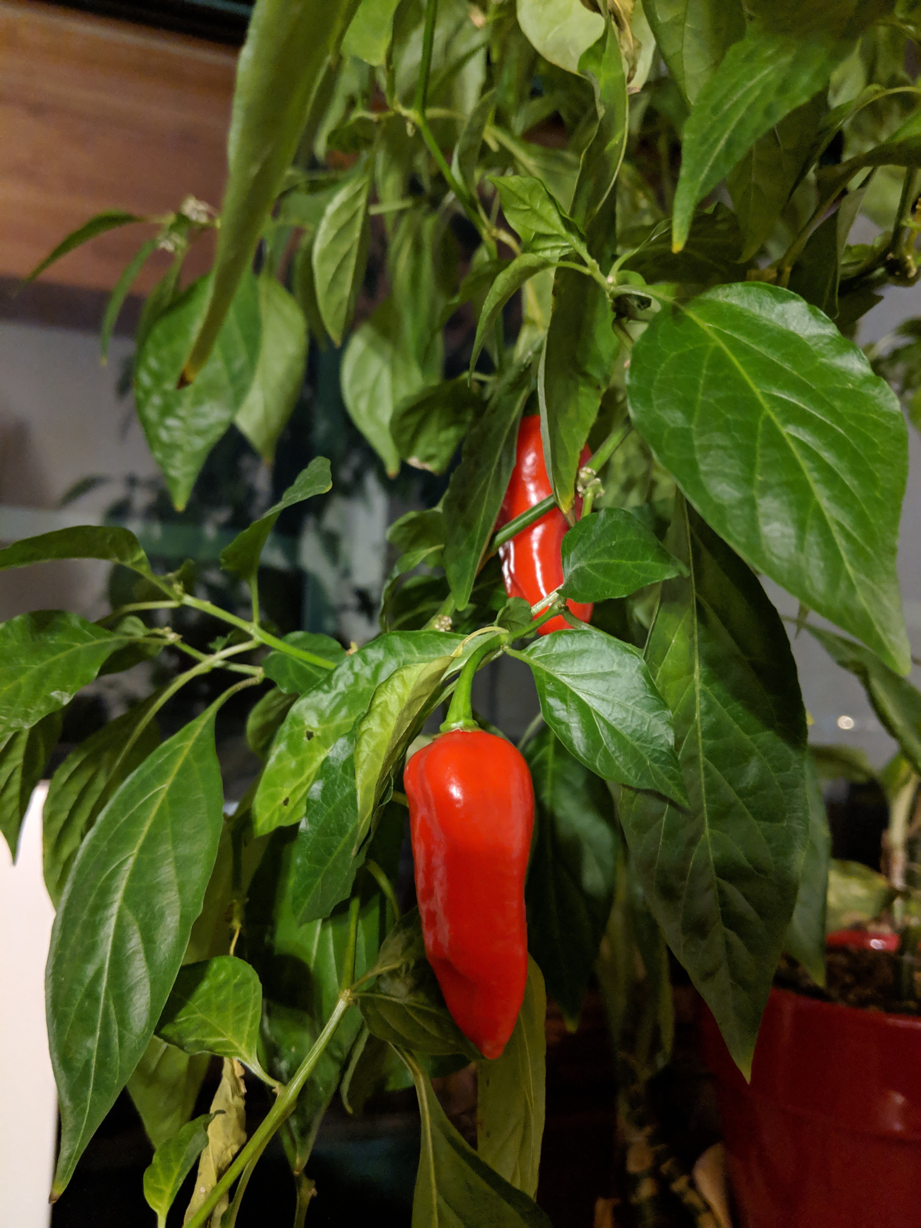 identification How to identify unknown chili plant Gardening
