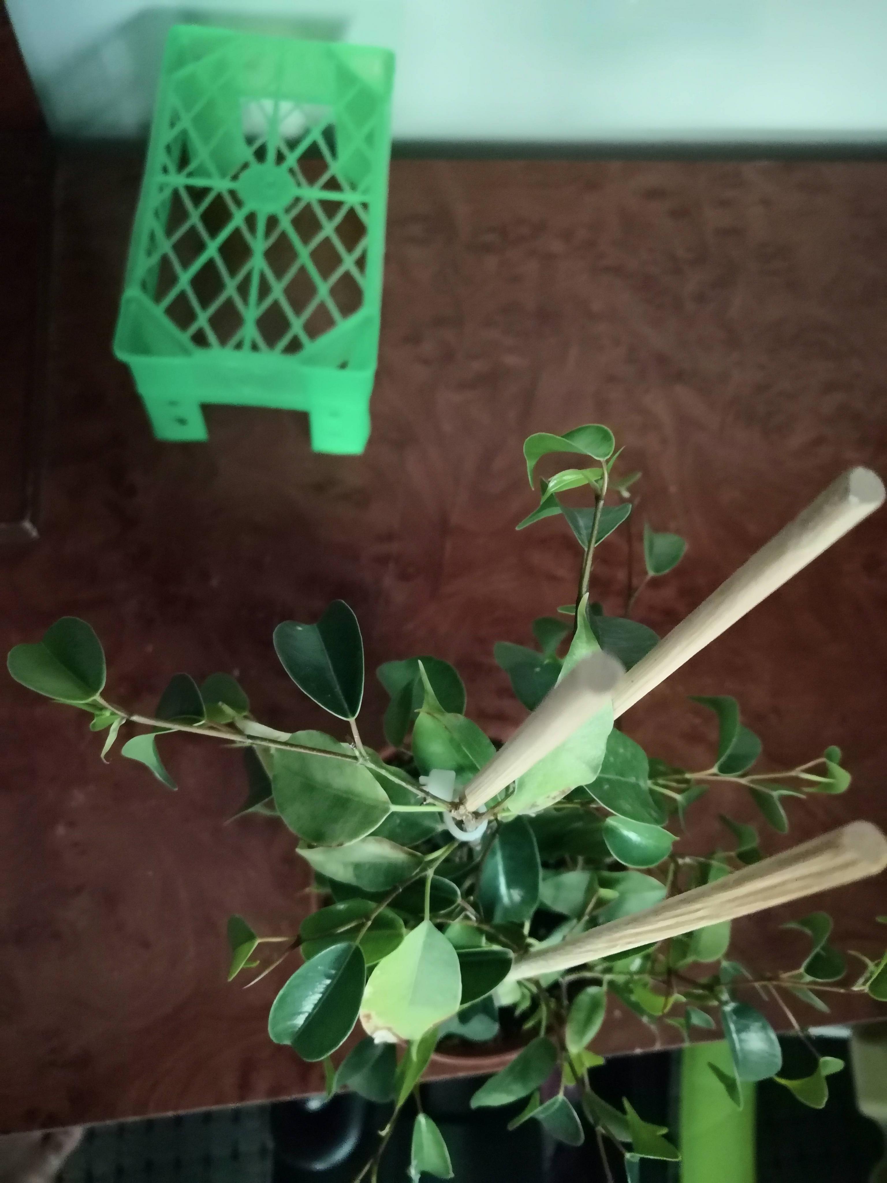 Why Ficus benjamina Leaves are Curled/Half Closed Gardening