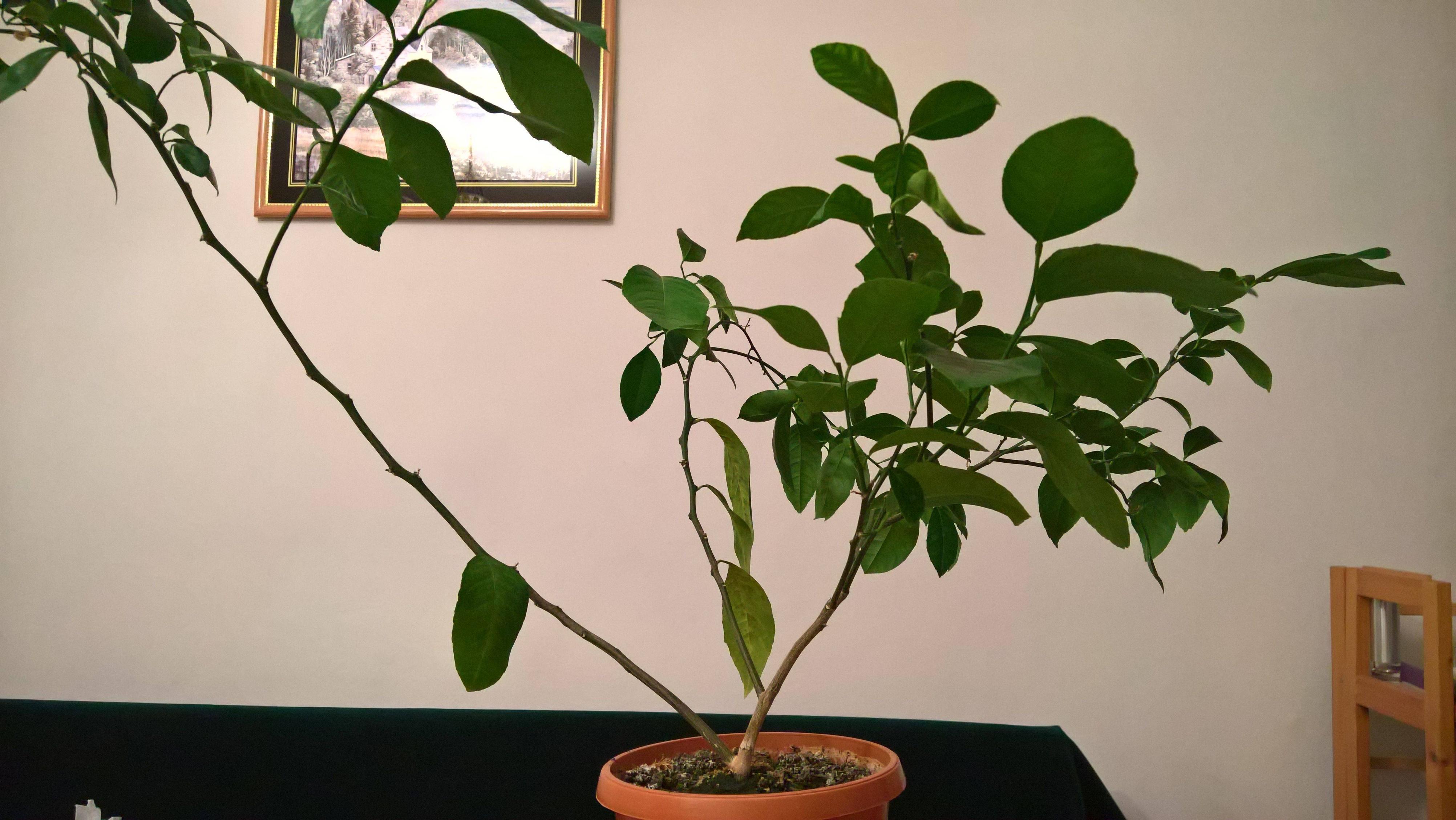 pruning How to prune a citrus tree? Gardening & Landscaping Stack