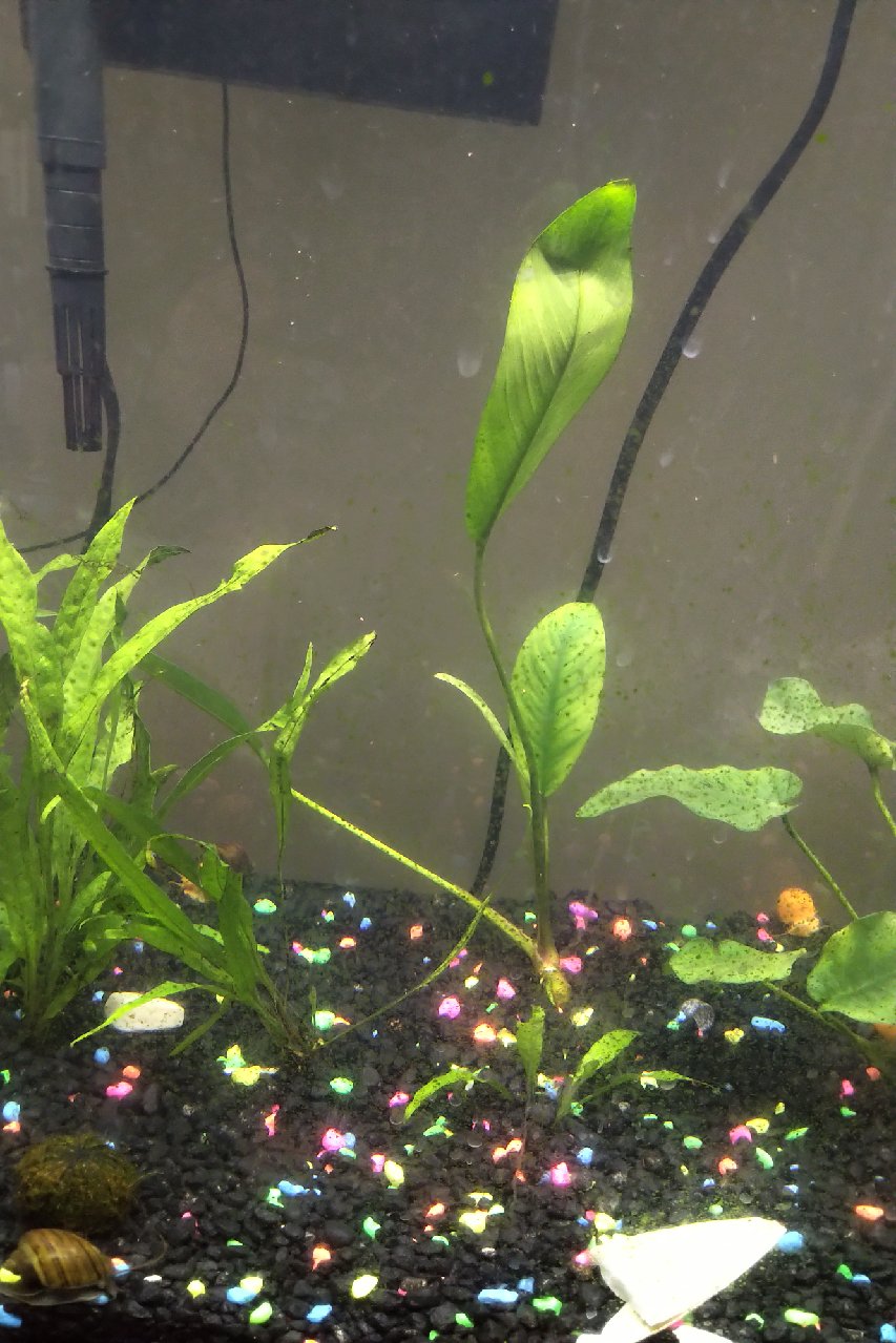 aquarium Why are the leaves of my aquatic plant still yellowing in spite of fertilizing them