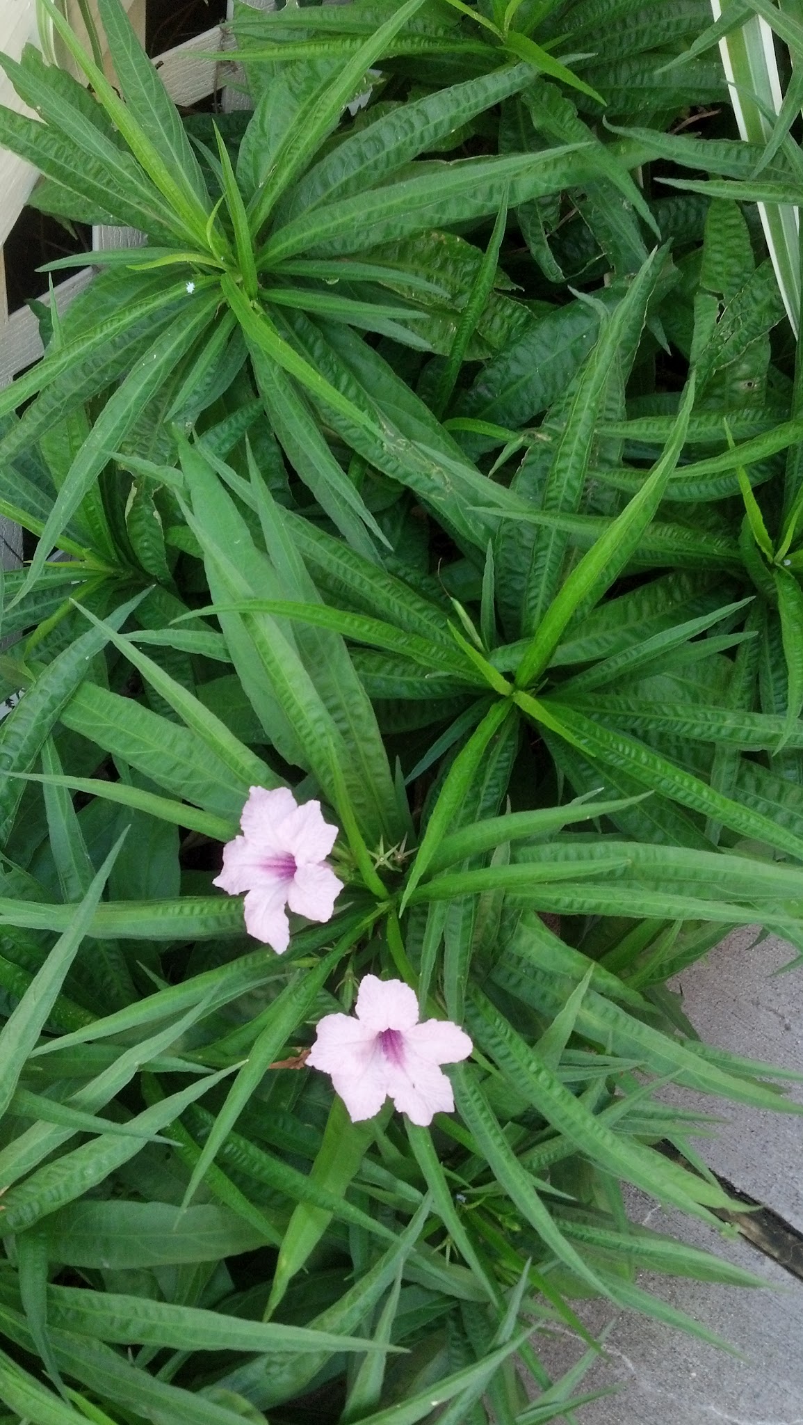 identification What type of plant is this? Gardening & Landscaping