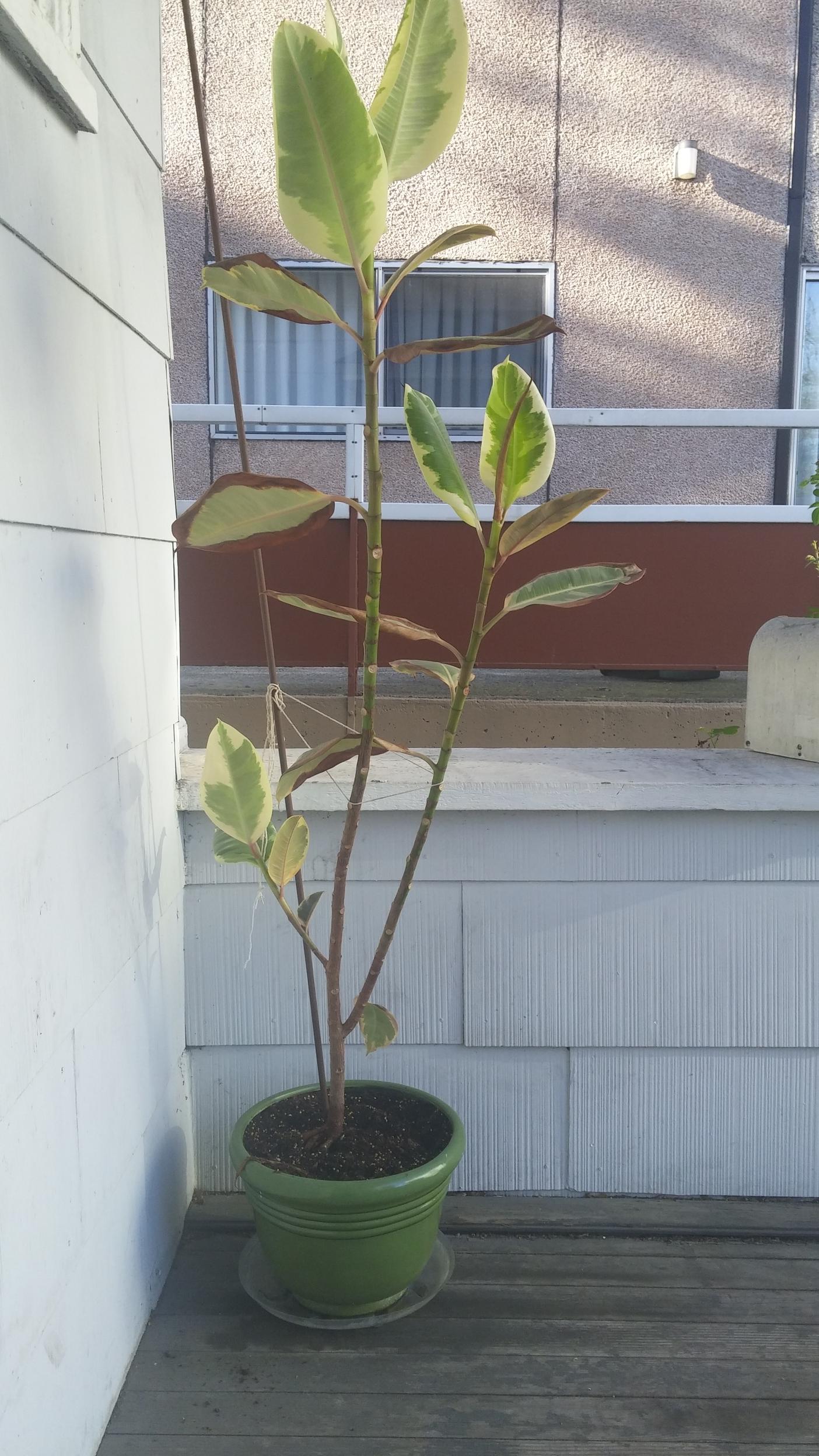 houseplants How to trim a rubber tree plant when all of the leaves