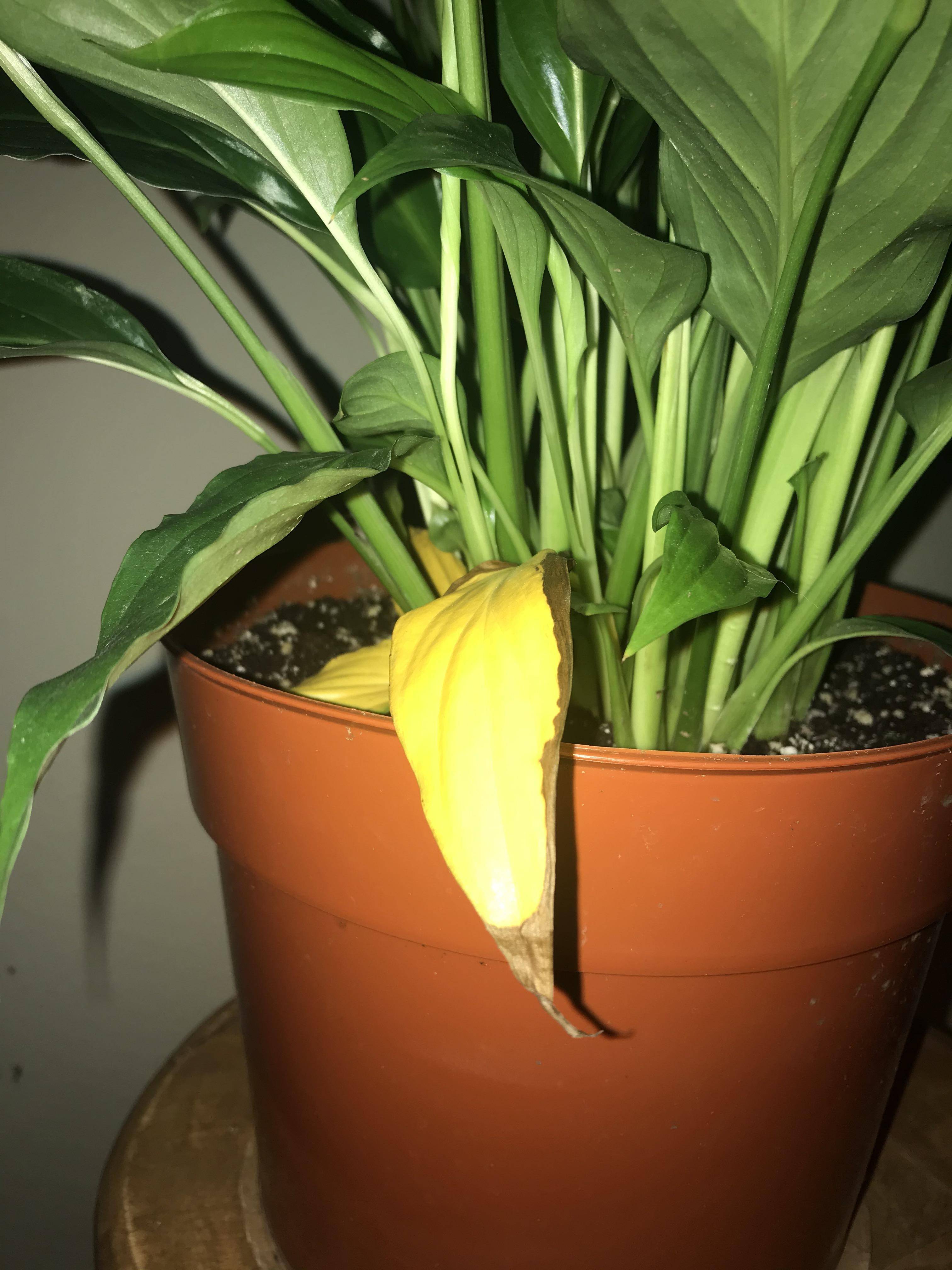 houseplants Peace Lily Flowers and Leave Tips Turning Brown
