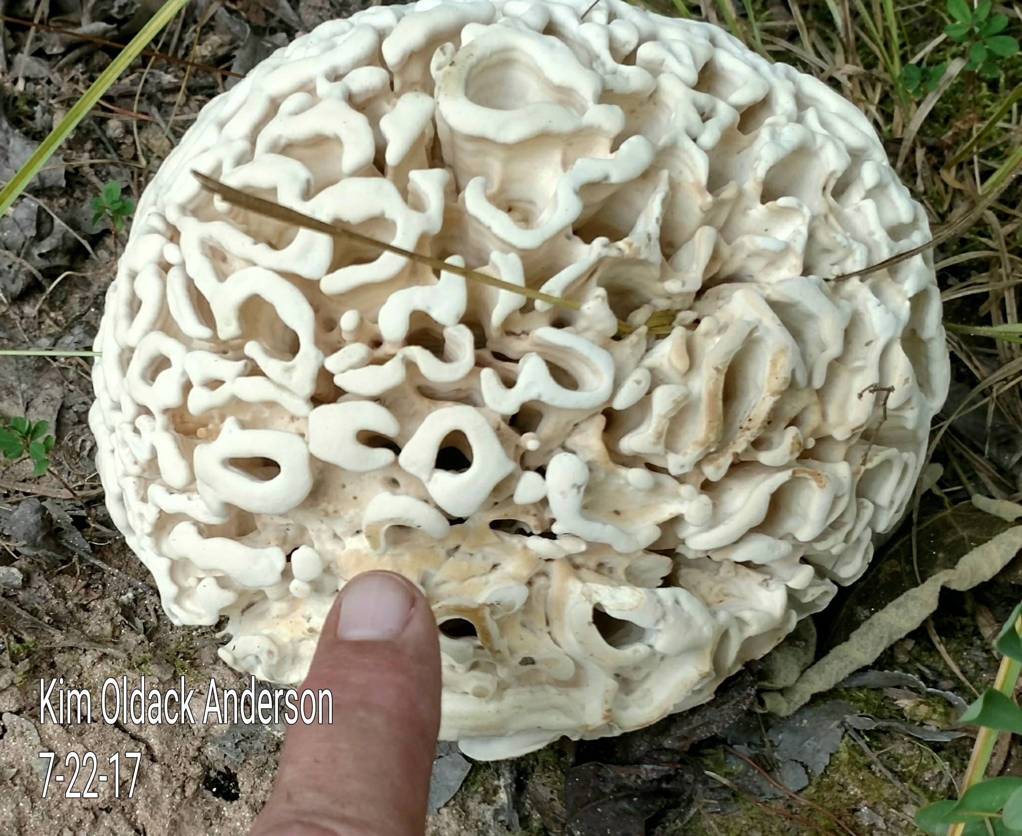 identification What is this fungus that looks like a brain coral