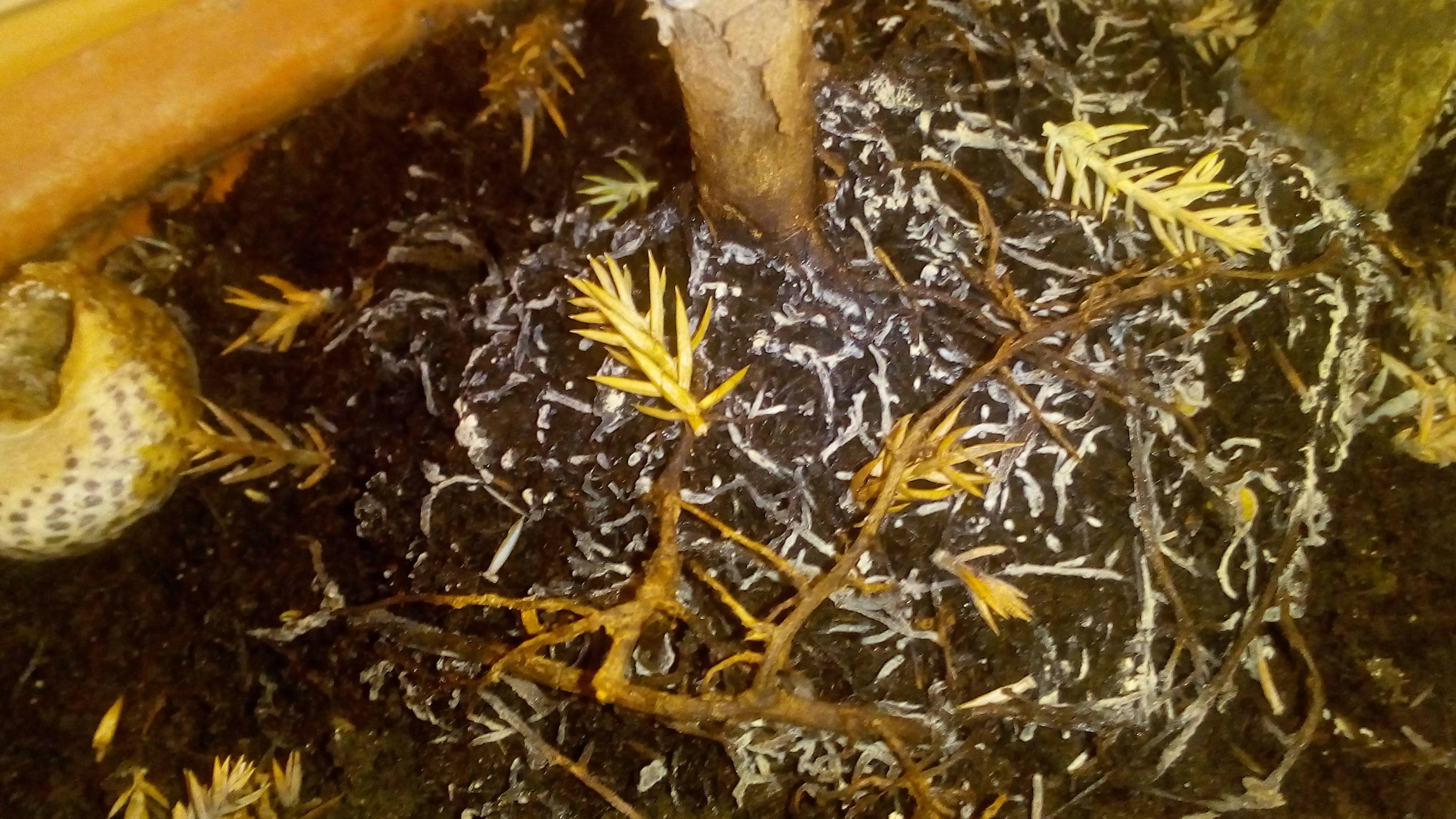 plant care Exposed roots in a juniperus bonsai, plus probable fungi