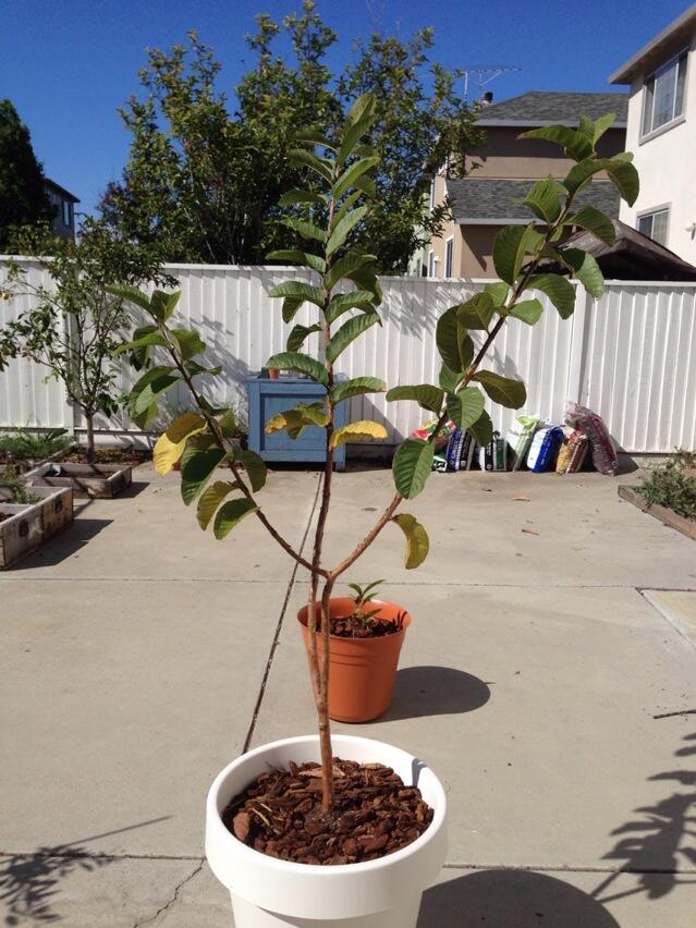 diagnosis Why are the lower leaves of my tropical Guava yellowing and