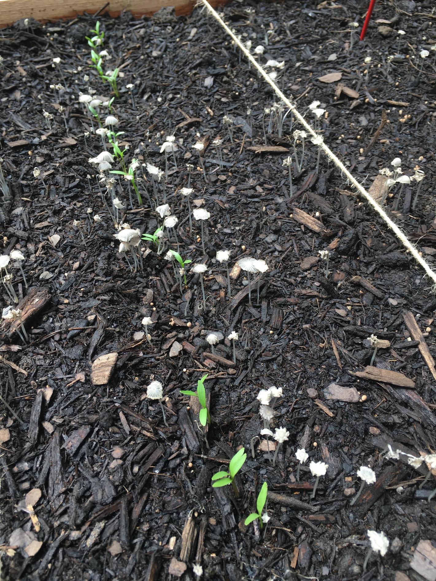 vegetables What kind of mushroom is this and should I get rid of it