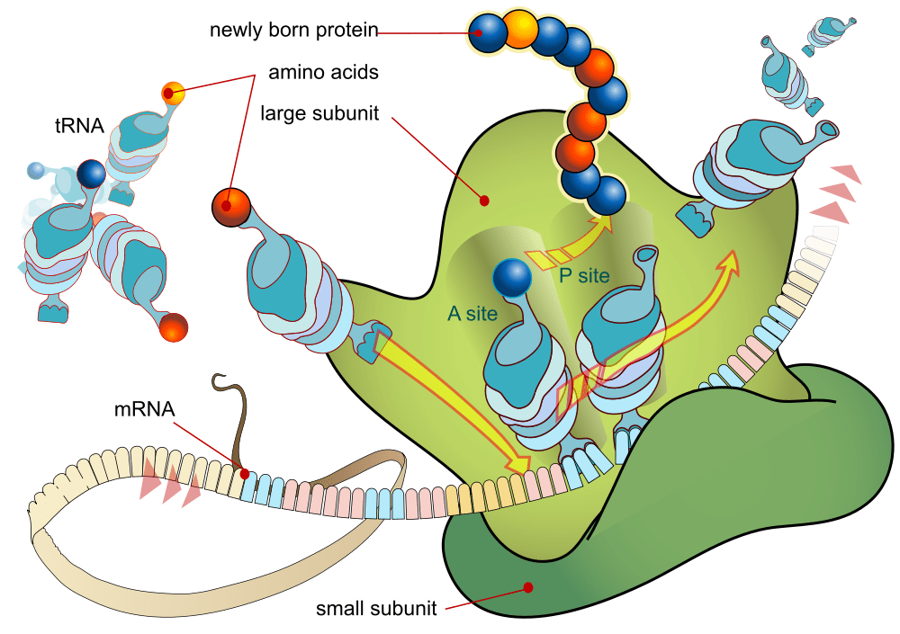 rna Why are transcripts translated from 5' to 3' direction? Biology