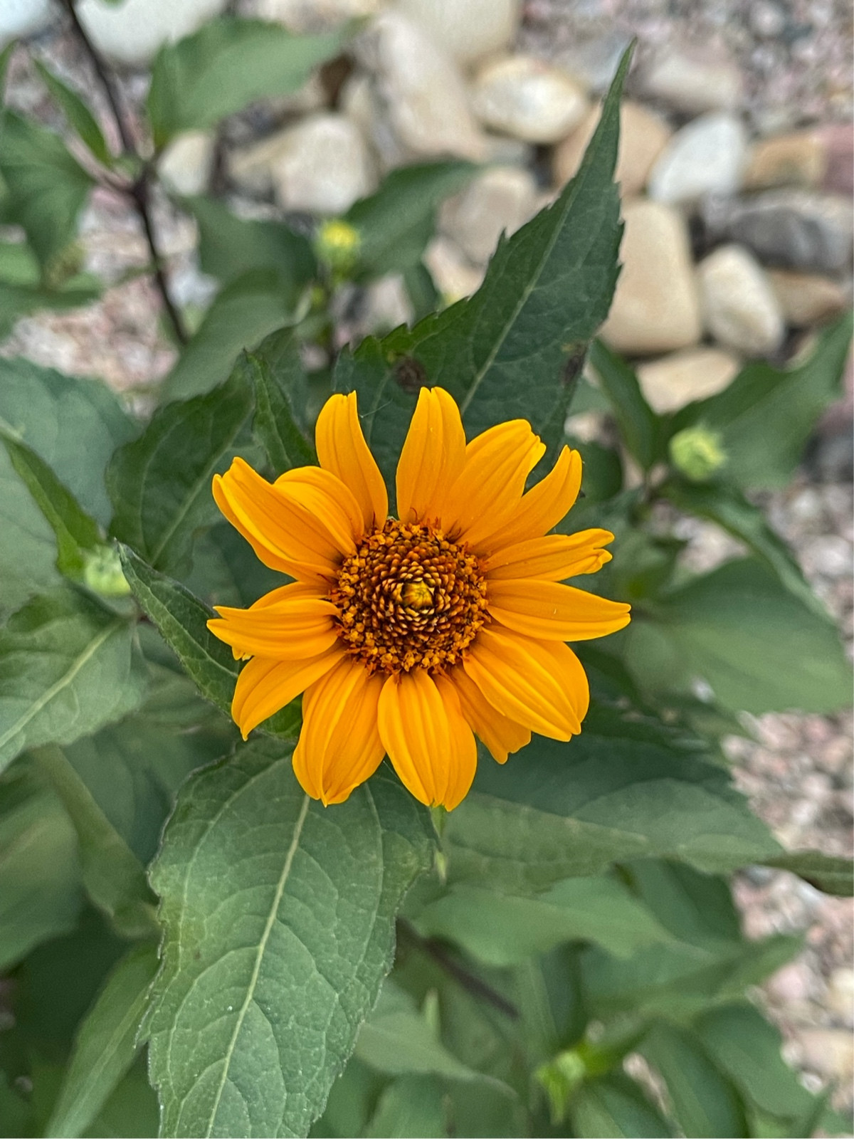 identification Help identifying perennial in bloom currently in