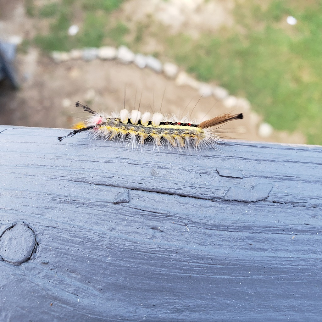 List 97+ Pictures Caterpillar With Black And Yellow Stripes Full HD, 2k, 4k