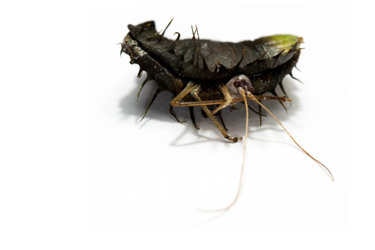 botany Why would a venus fly traps mouth that's still "chewing" die