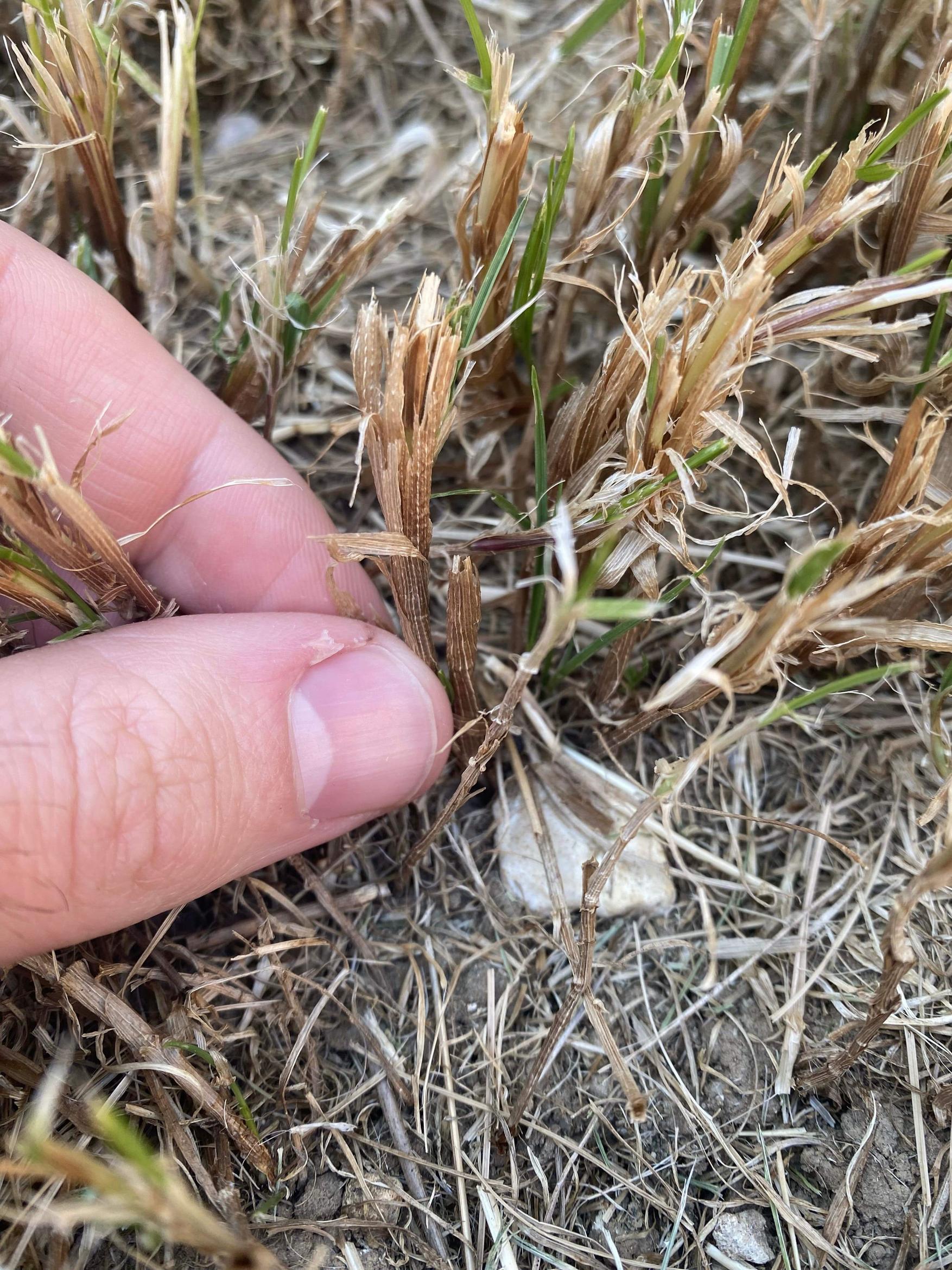 Why does my lawn grass have woody stems? Gardening & Landscaping Stack Exchange