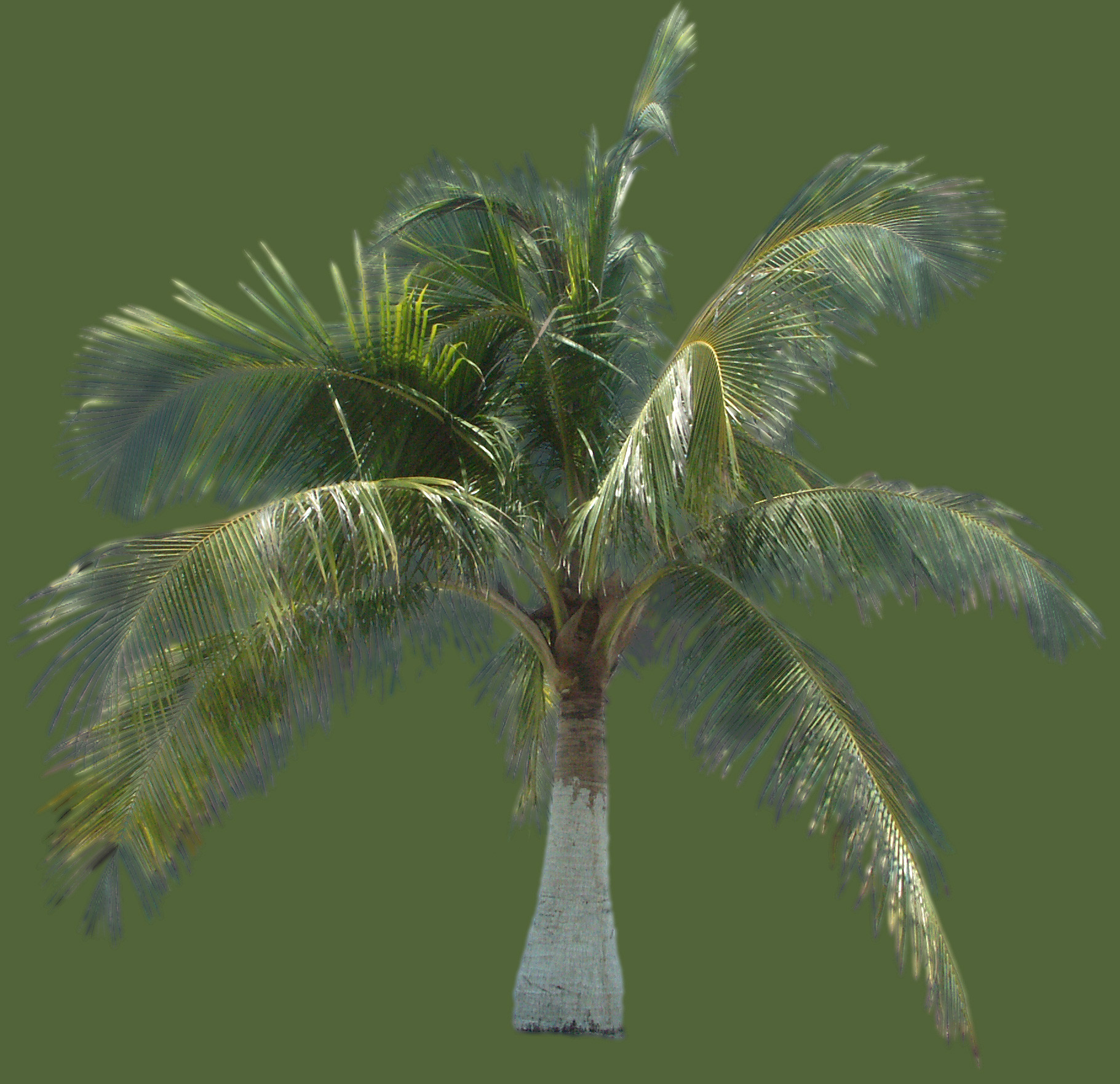animation How to add palm leaves to animated sapling tree Blender