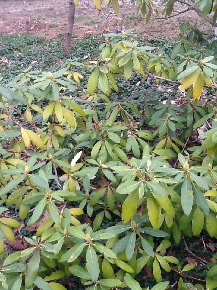 diagnosis How can I help a rhododendron with yellowing leaves and a