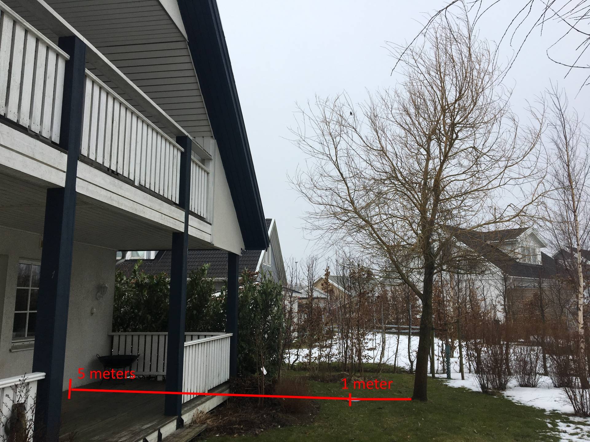 foundation Willow tree placement in regards to house Gardening