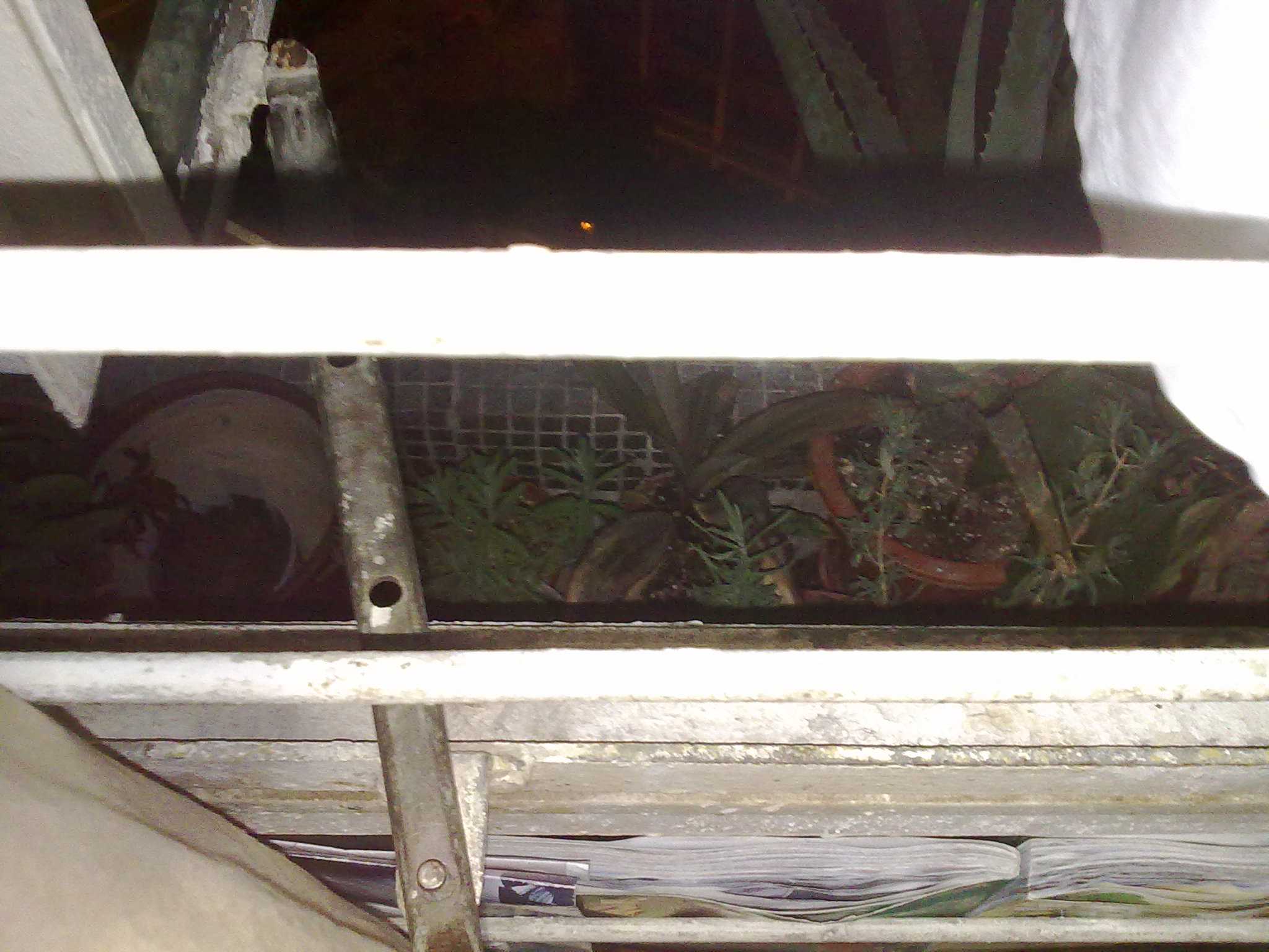 containers What kind of plants will survive the heat from an air conditioner? Gardening