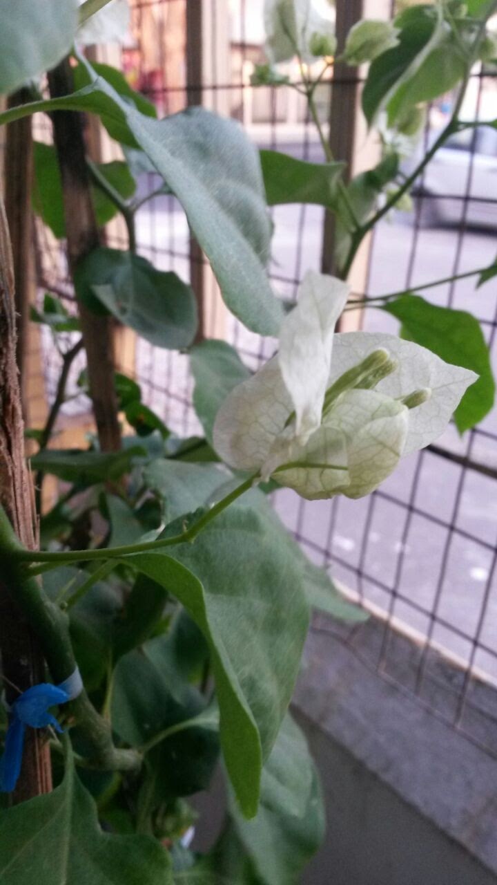 identification What are these brown stains on my Bougainvillea's leaves? Gardening
