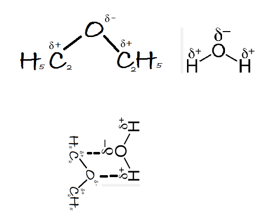 organic chemistry Why ethoxyethane is not very soluble in water