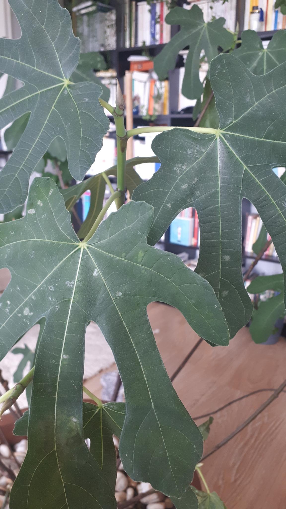 diseases What are these white spots on the leaves of my fig tree