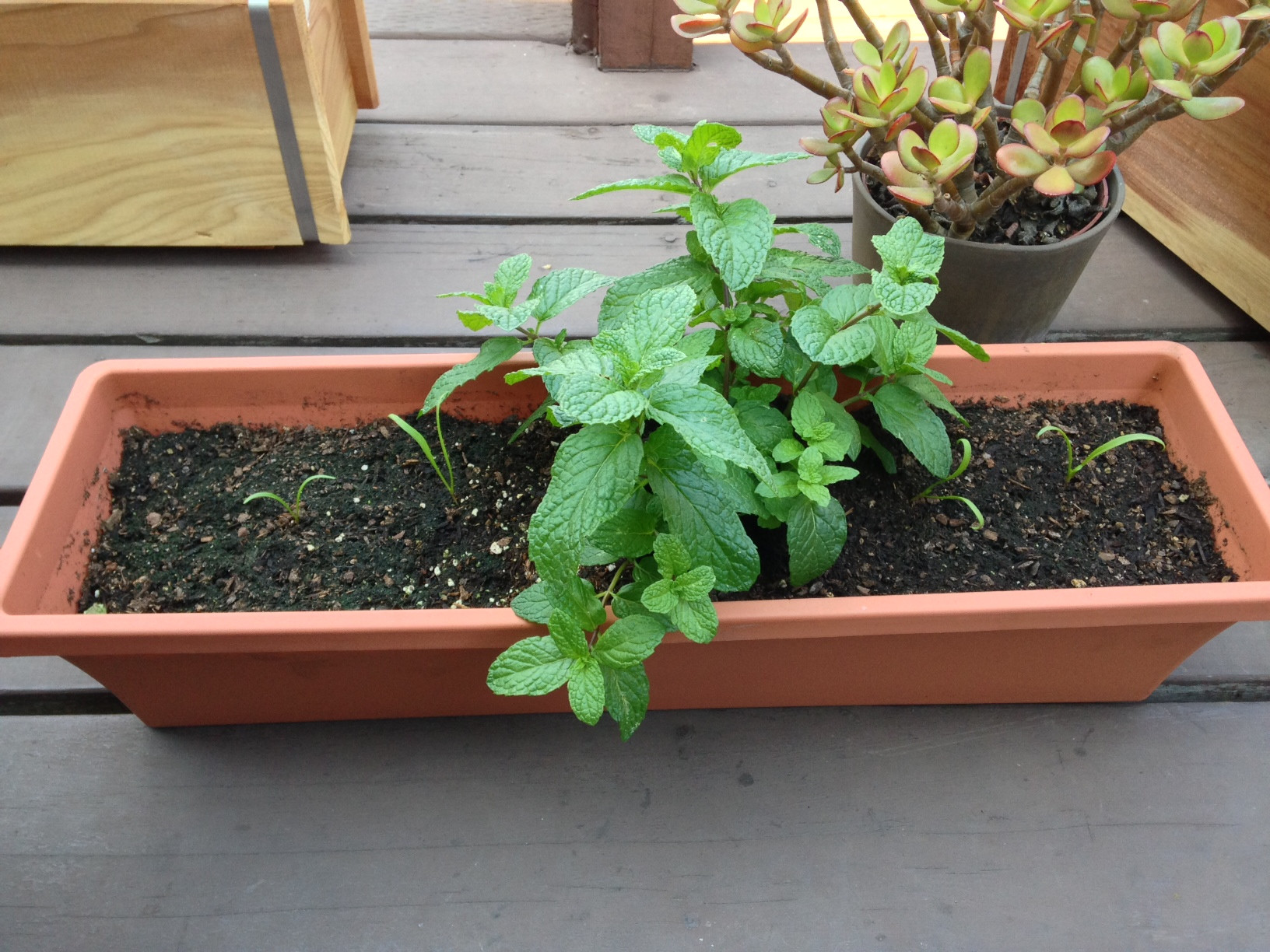 transplanting How can I save spinach seedlings I planted in a pot