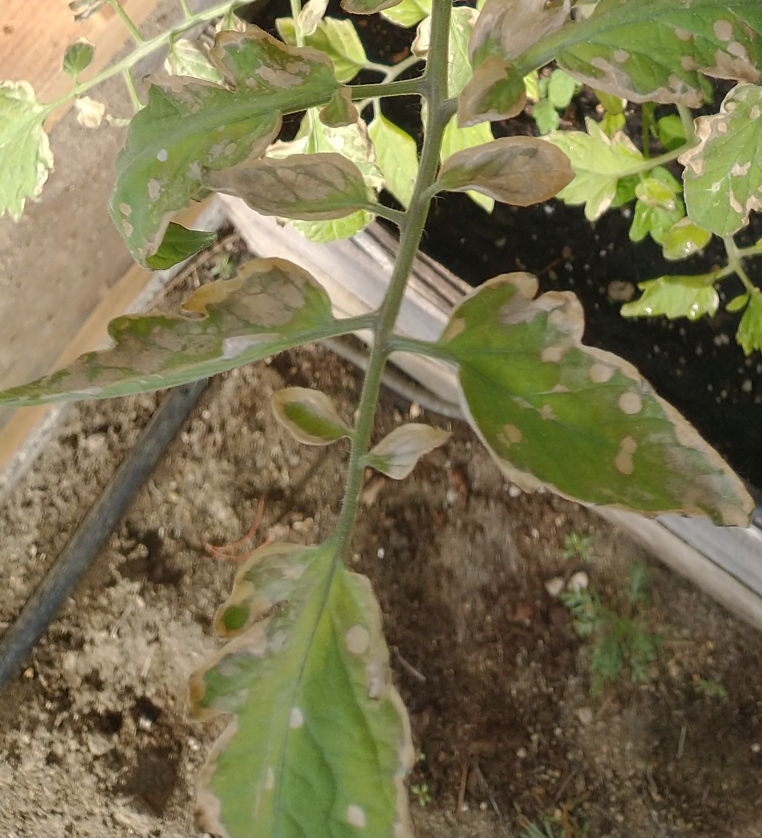 watering Tan spots and curling leaves on tomato plants sun damage