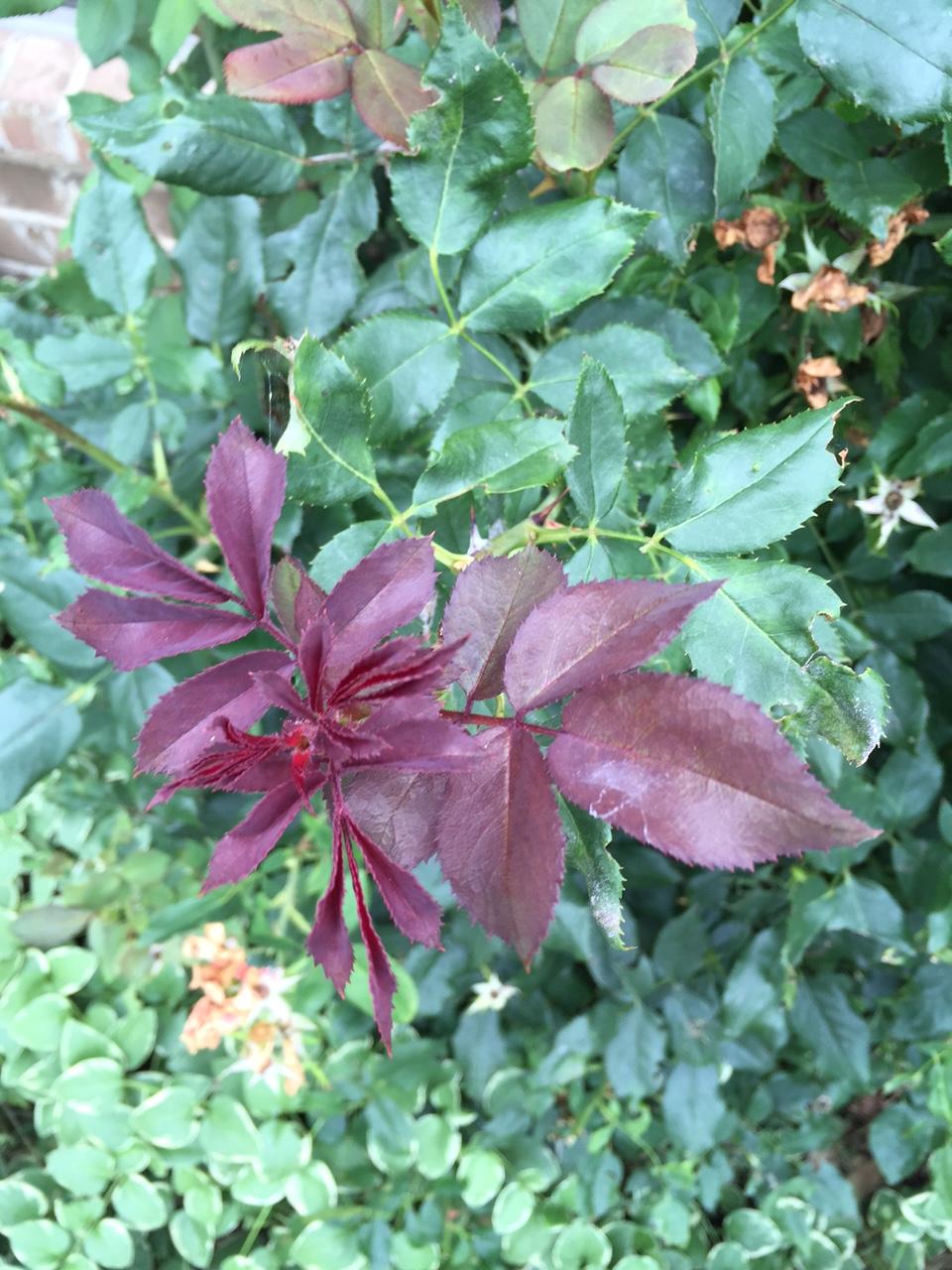 diseases Rose bush diseased or natural (new growth or rose rosette