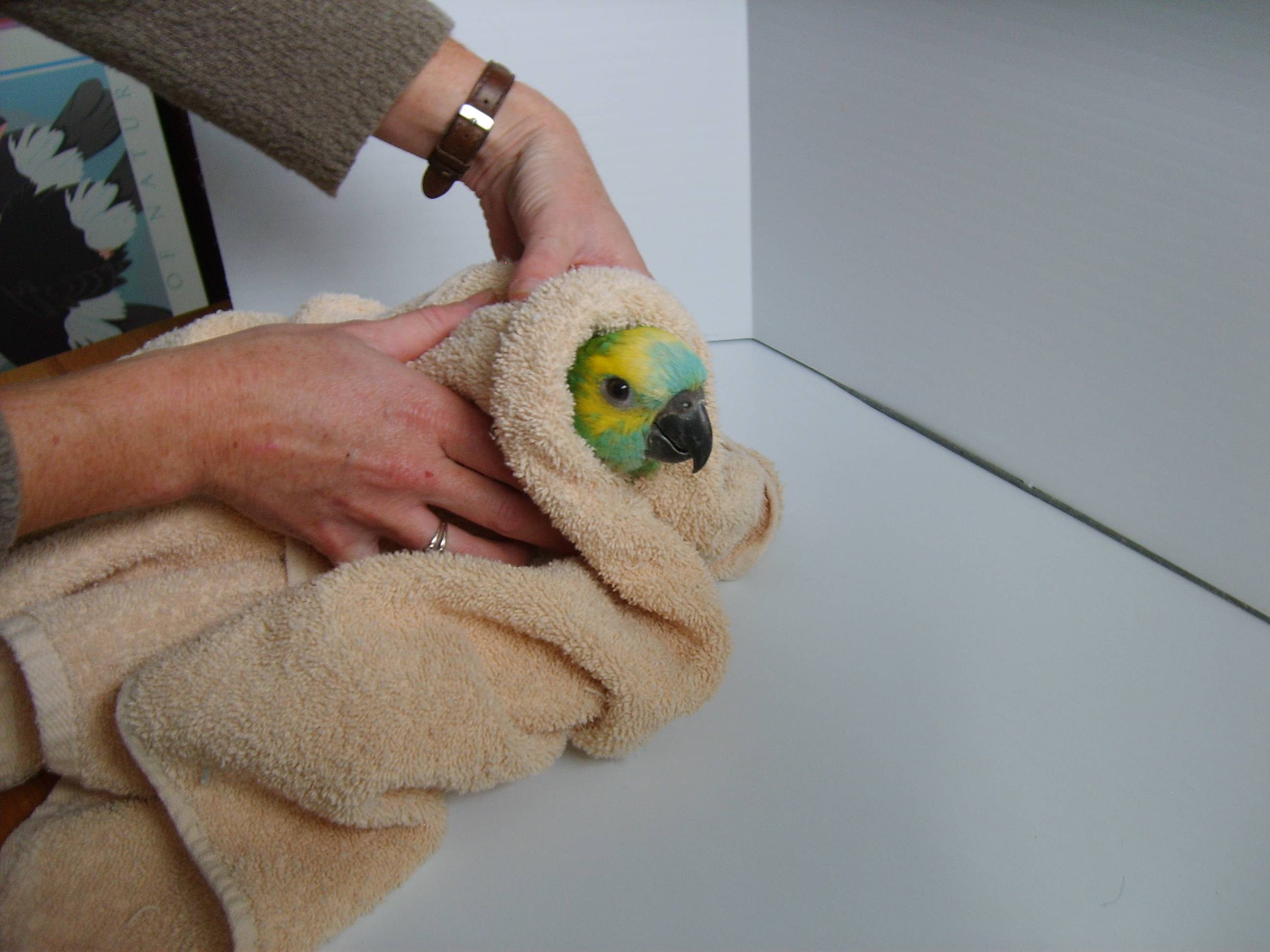 grooming How should I trim the wings of my bird? Pets Stack Exchange