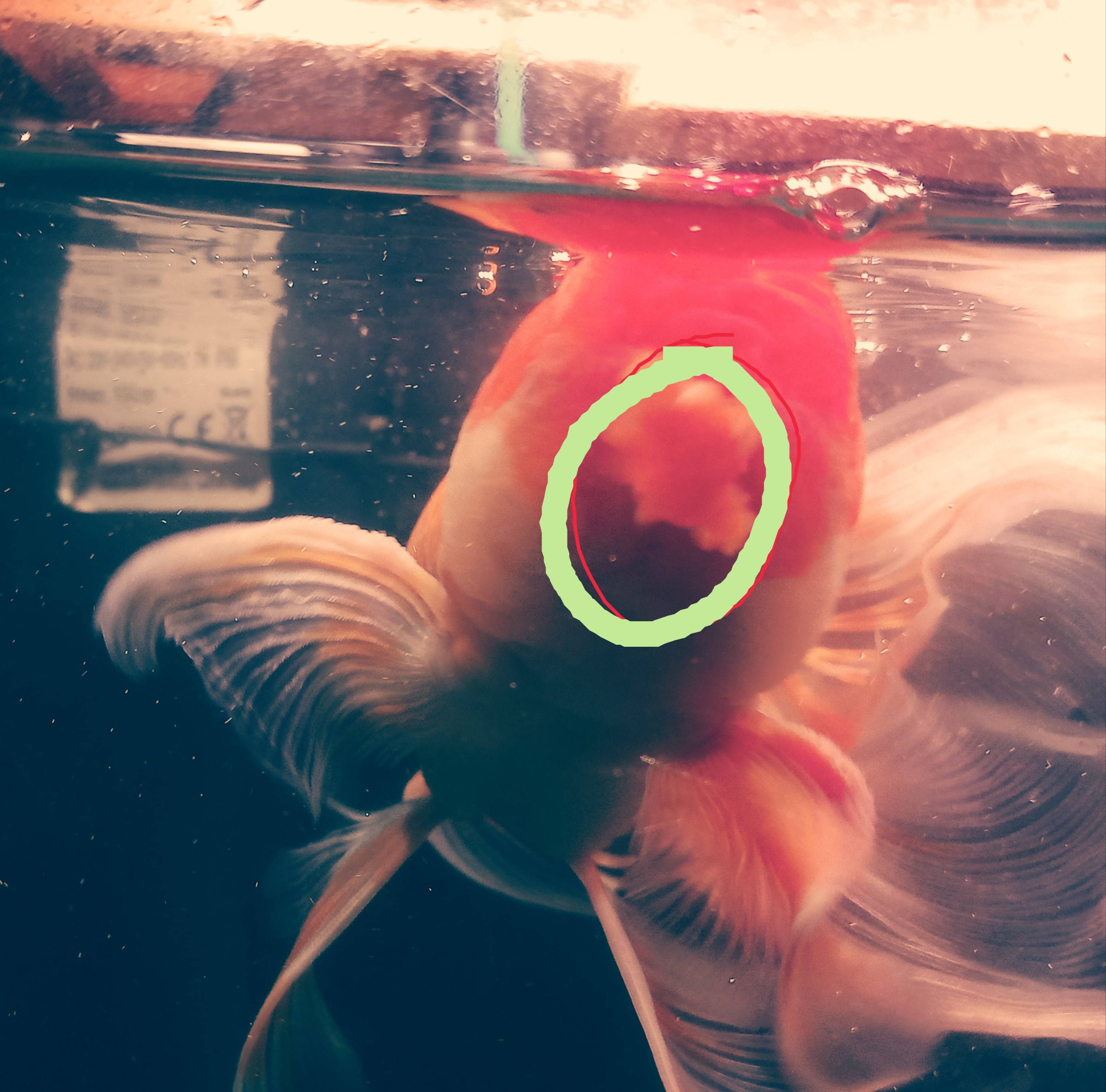 health My goldfish started growing a flowerlike thing on his head