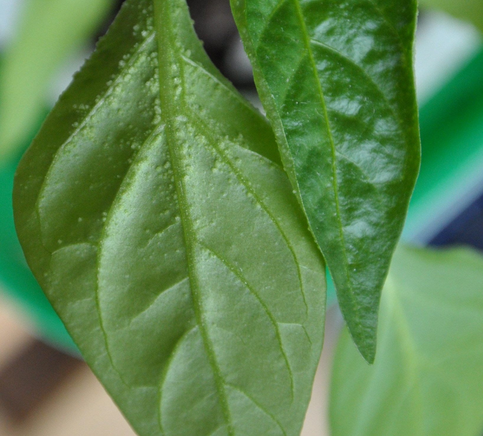 diseases Is this a desease or pest on my pepperseedlings