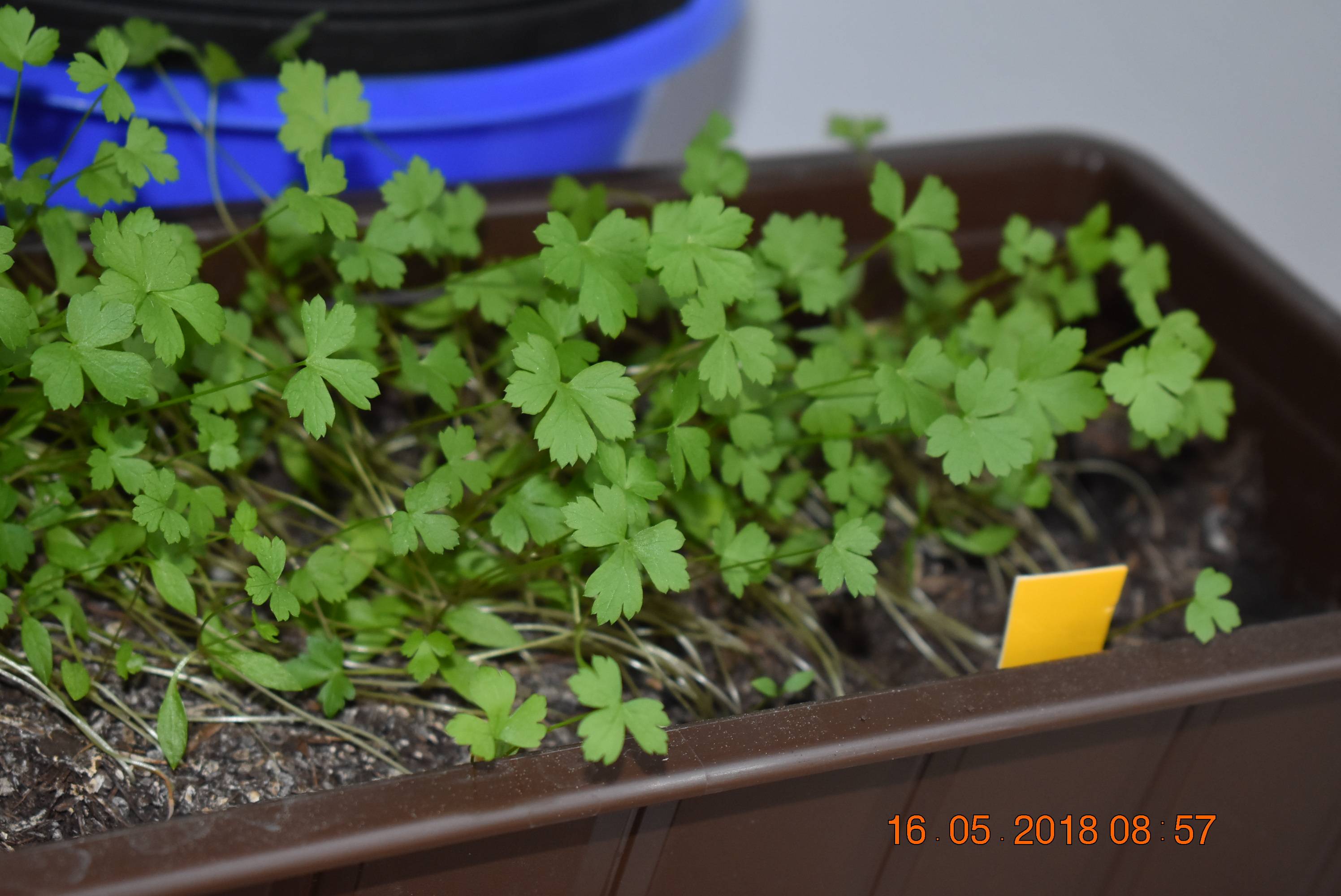 watering Parsley looks sick, how do I water & care for Parsley