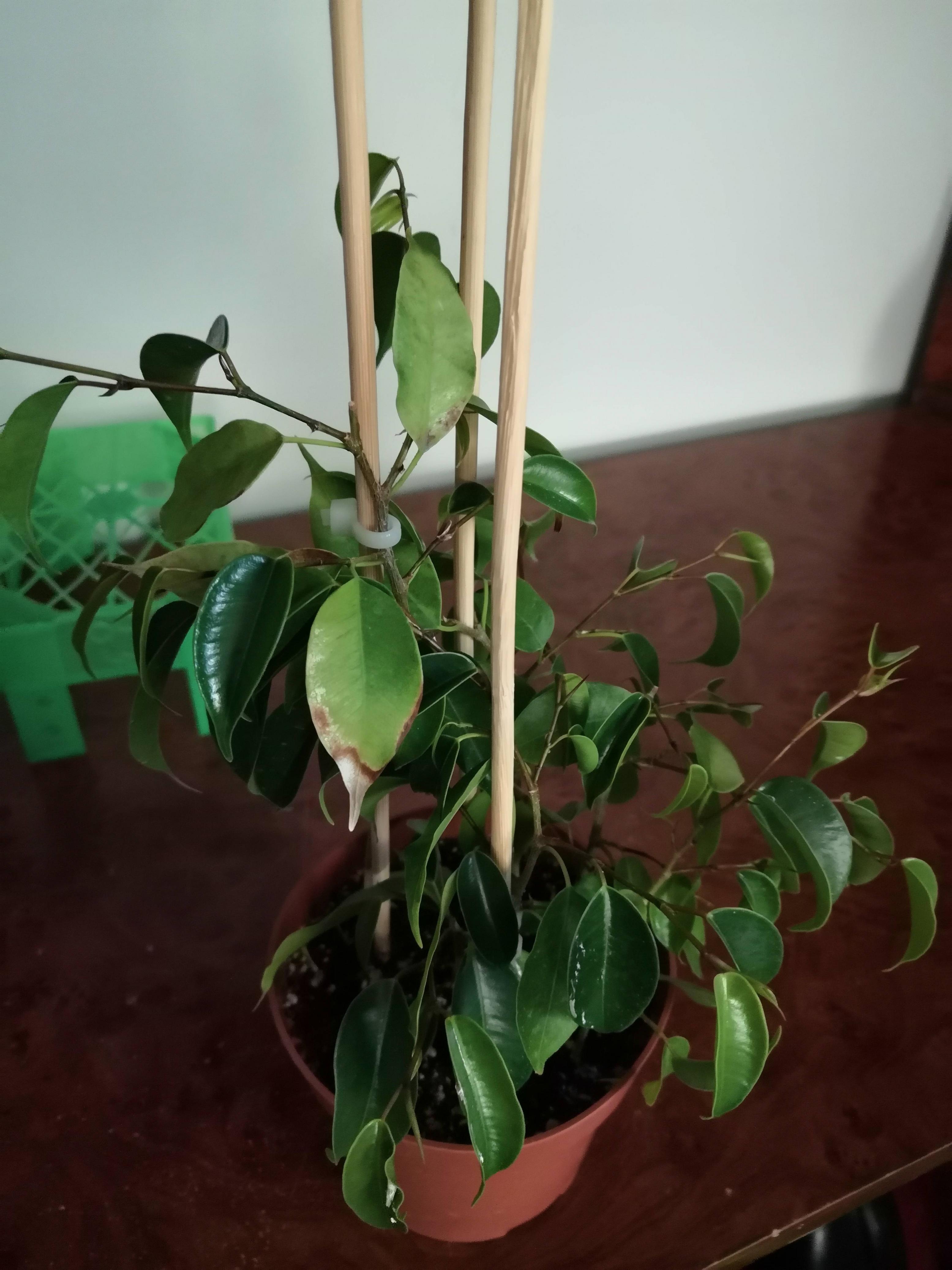 Why Ficus benjamina Leaves are Curled/Half Closed Gardening