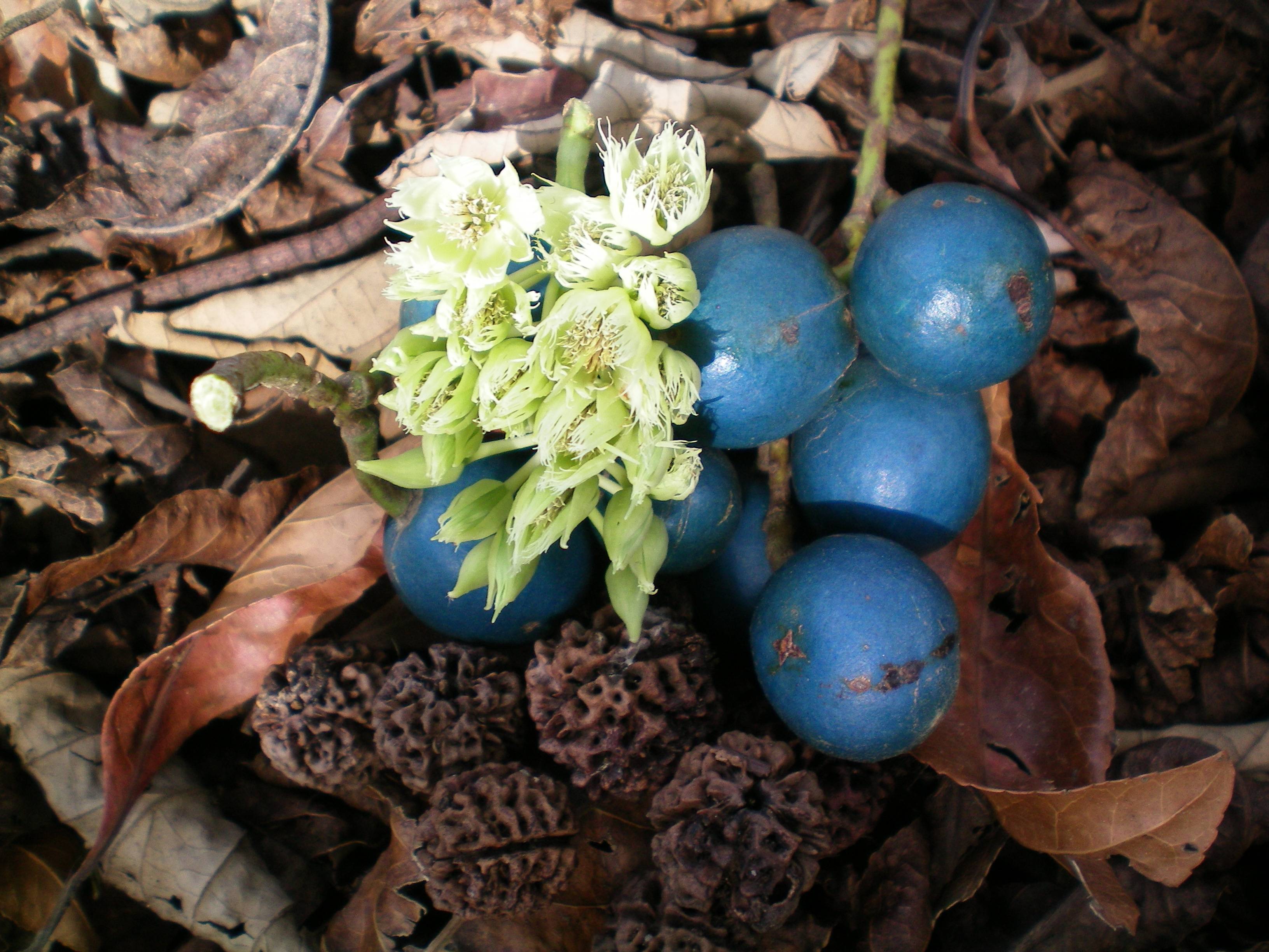 nutrition Are there no naturally blue foods? Skeptics