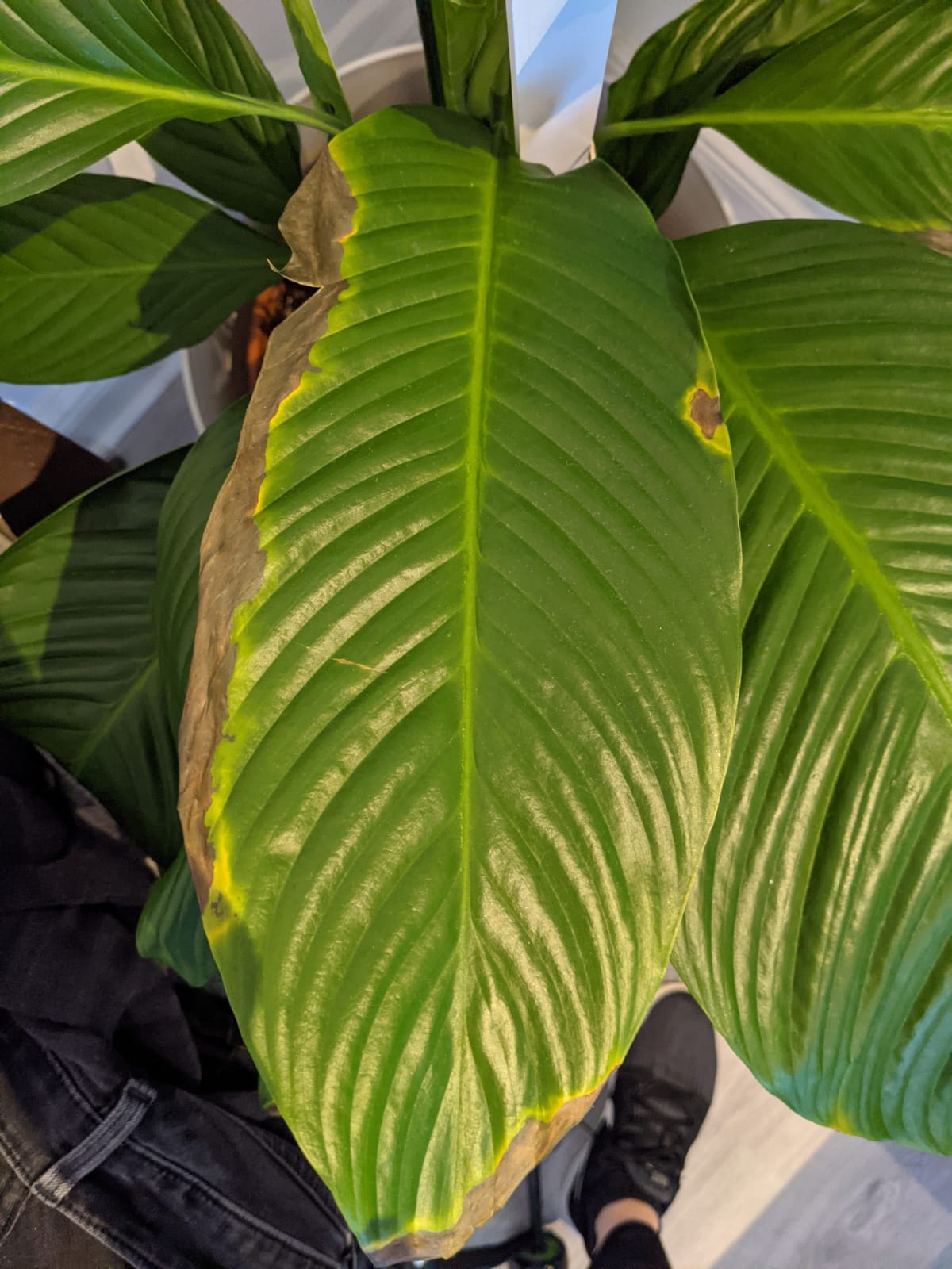 Is It Normal For Peace Lily Leaves Turn Yellow at Eric Dubose blog