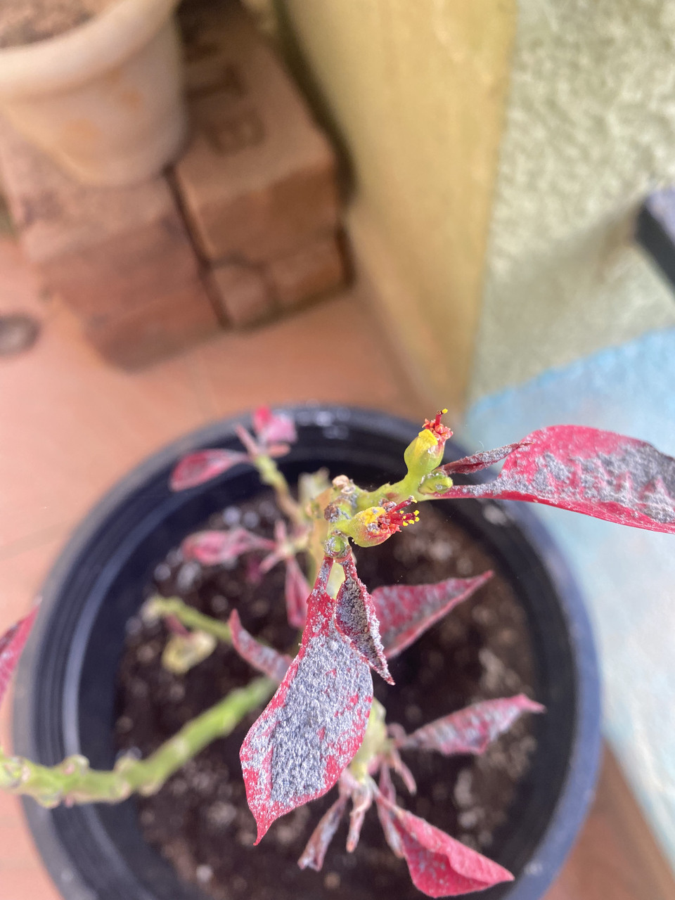 Why are my repotted plants dying/not growing? Gardening & Landscaping