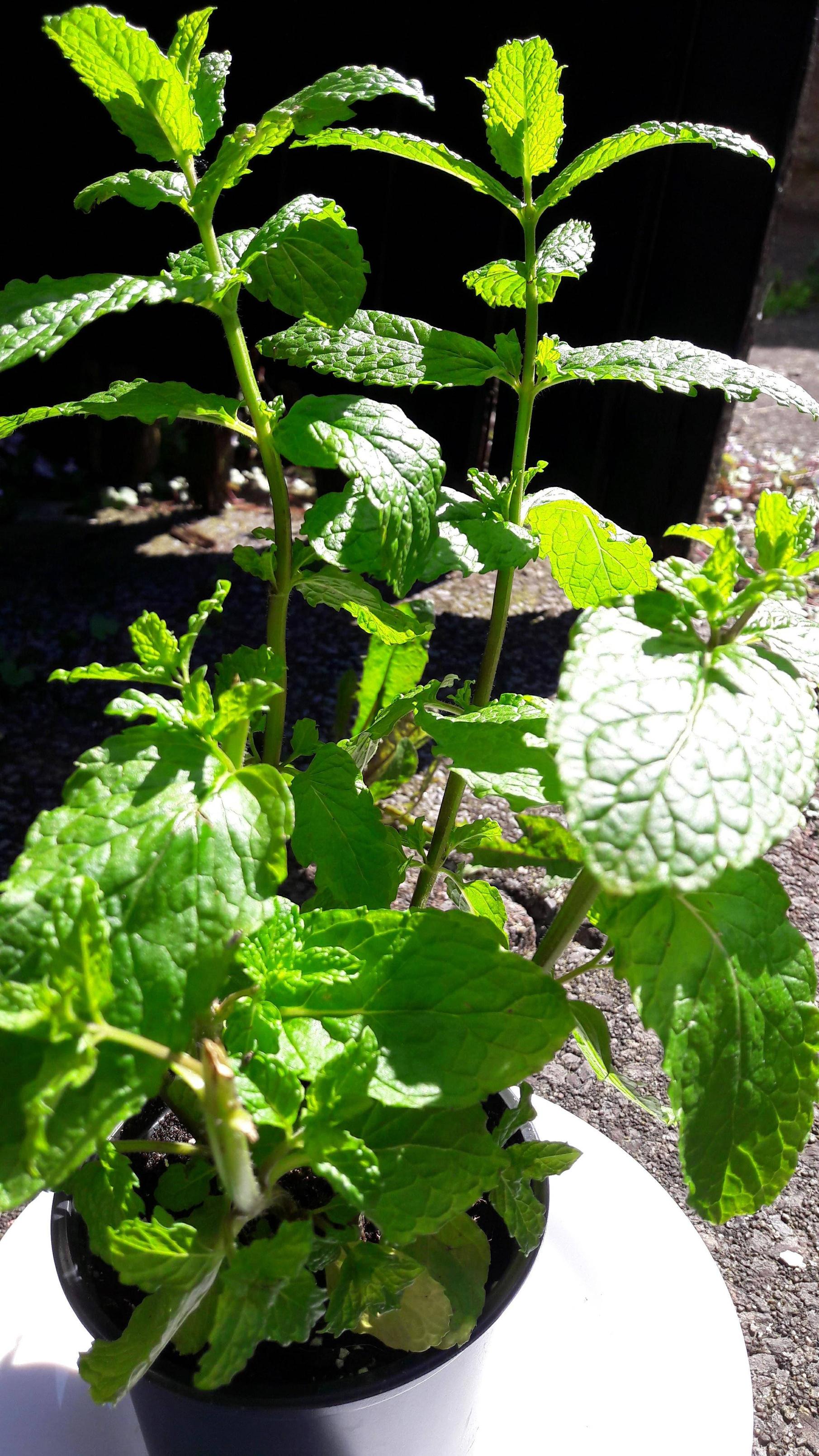 identification What variety is my mint plant/why does my tea taste