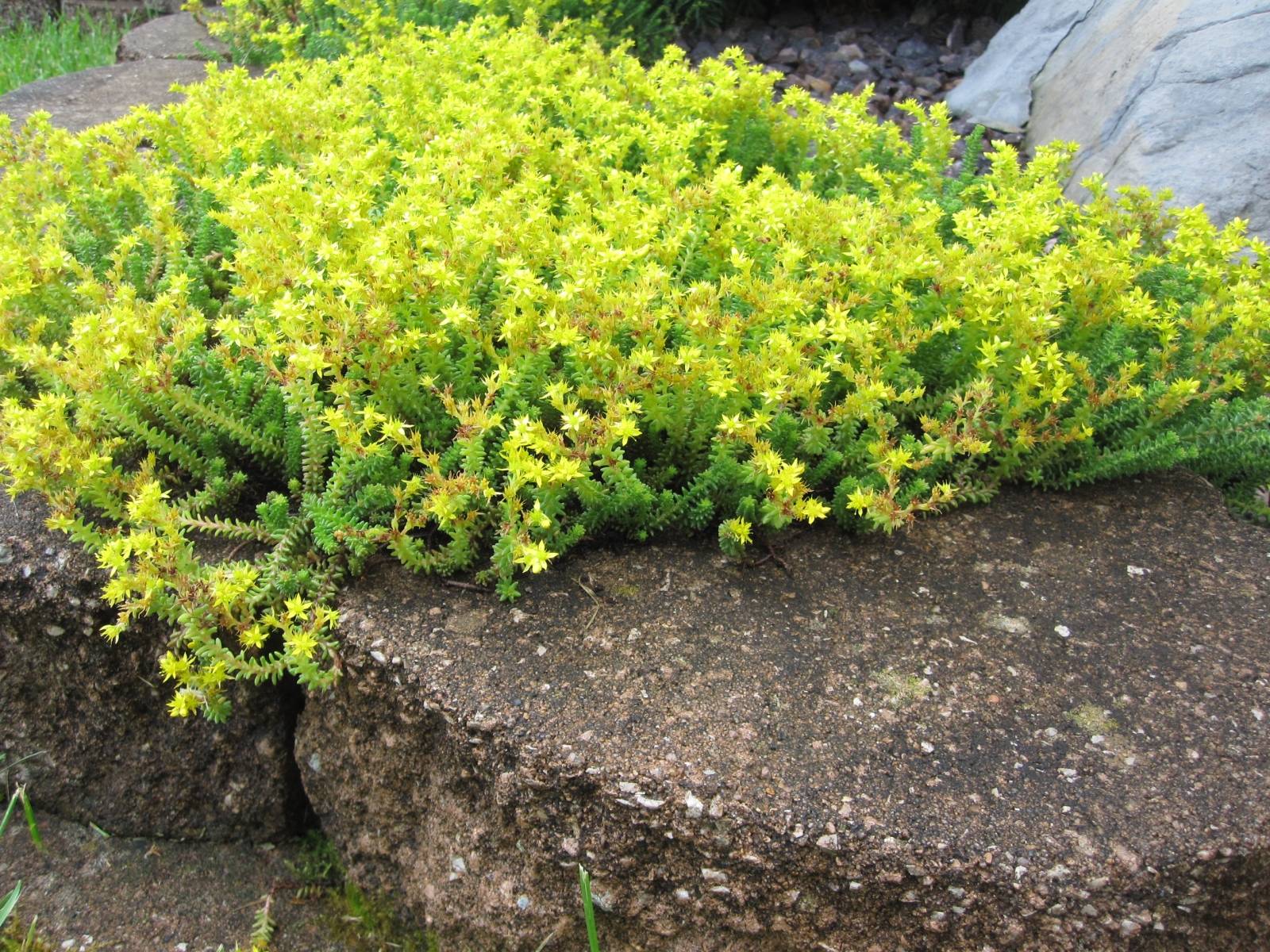 Ground Cover Plants