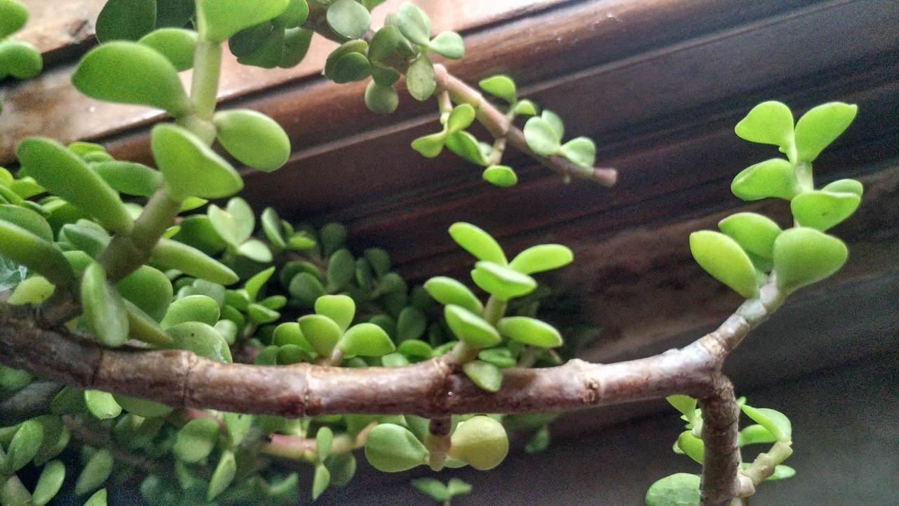 houseplants Why does this Jade plant have small leaves when compared