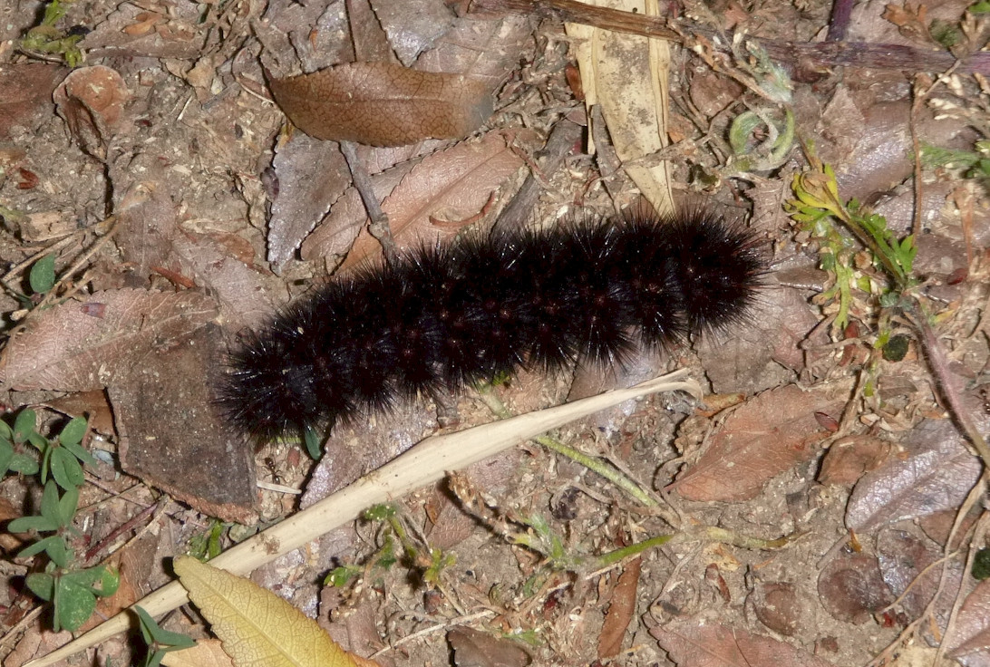 species identification Large black caterpillar, cocoon, moth Los