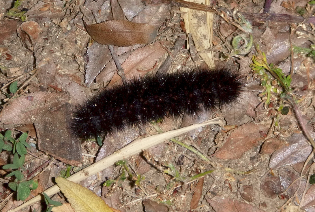 species identification - Large black caterpillar, cocoon, moth - Los