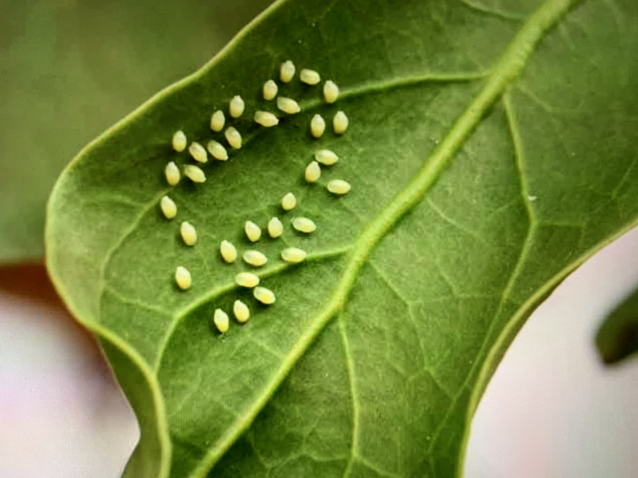 pests White Bead on an indoor pepper plant Gardening & Landscaping
