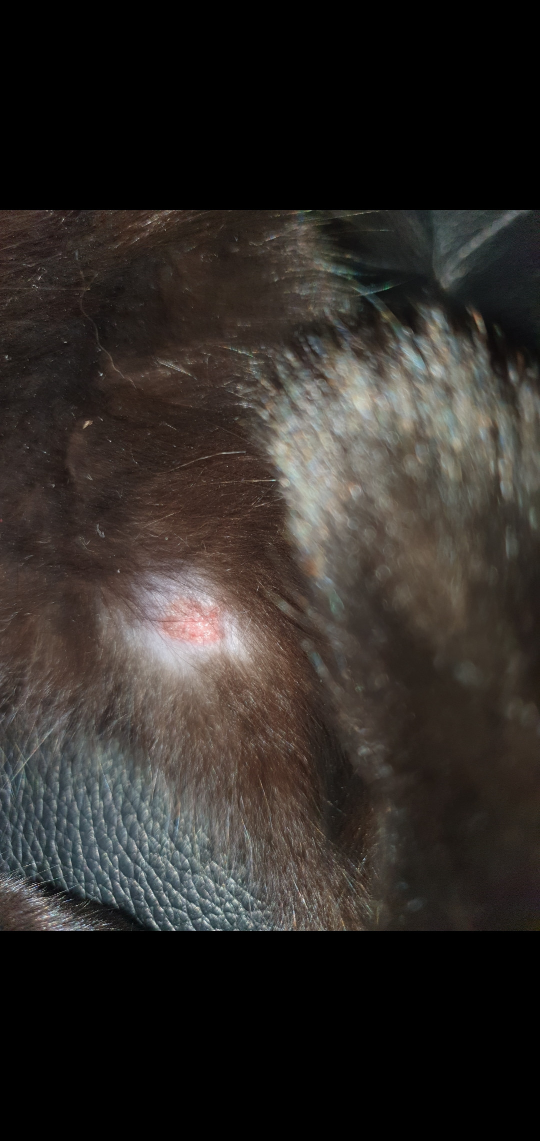 cats My Kitten has 3 wound Pets Stack Exchange