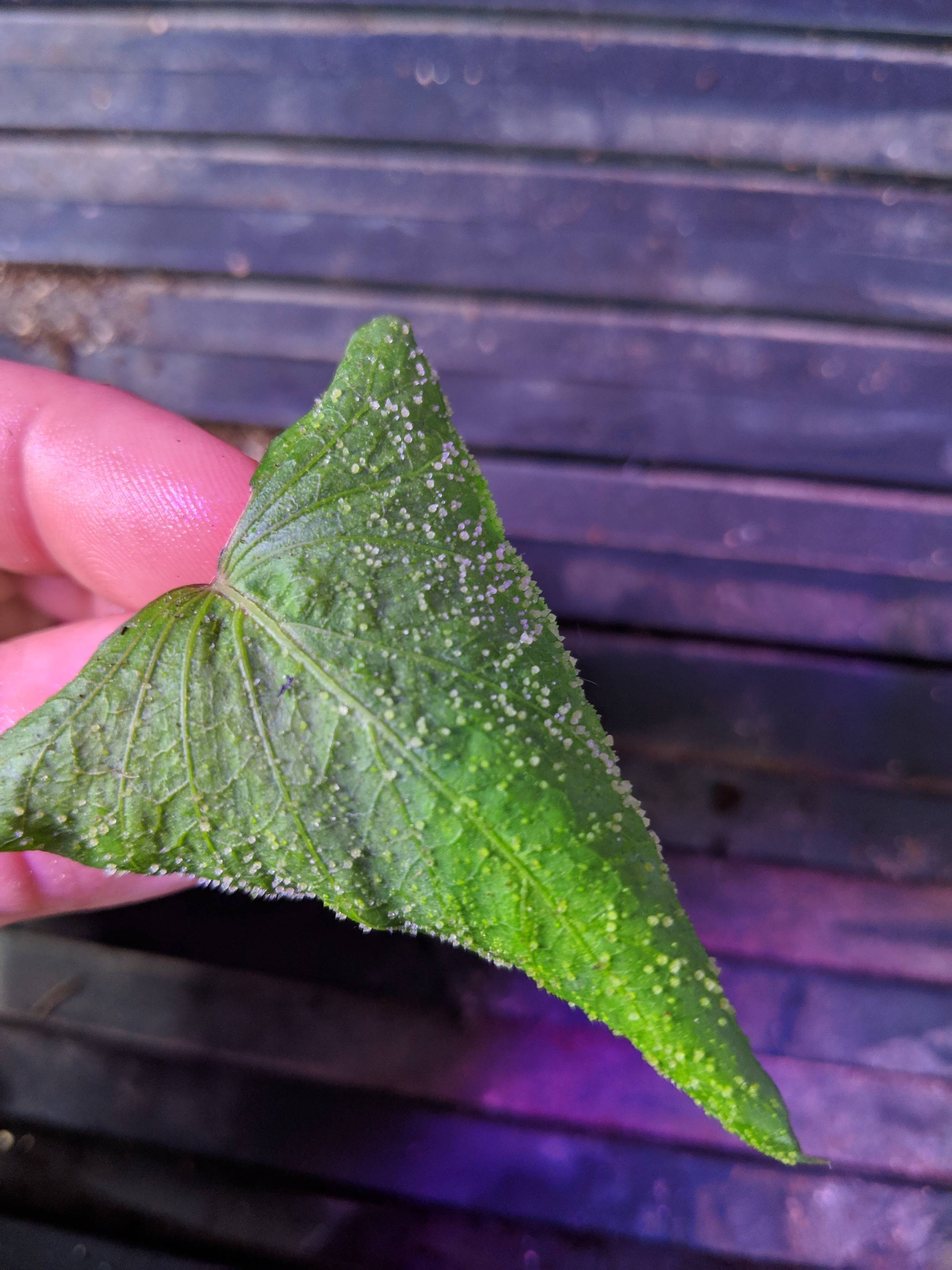 indoors White crystal like spot on bottom side of chili leaves