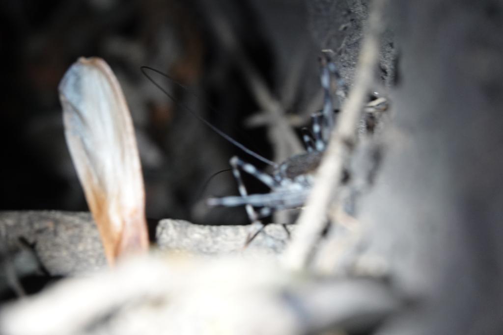 species identification What is this African bug? Biology Stack Exchange